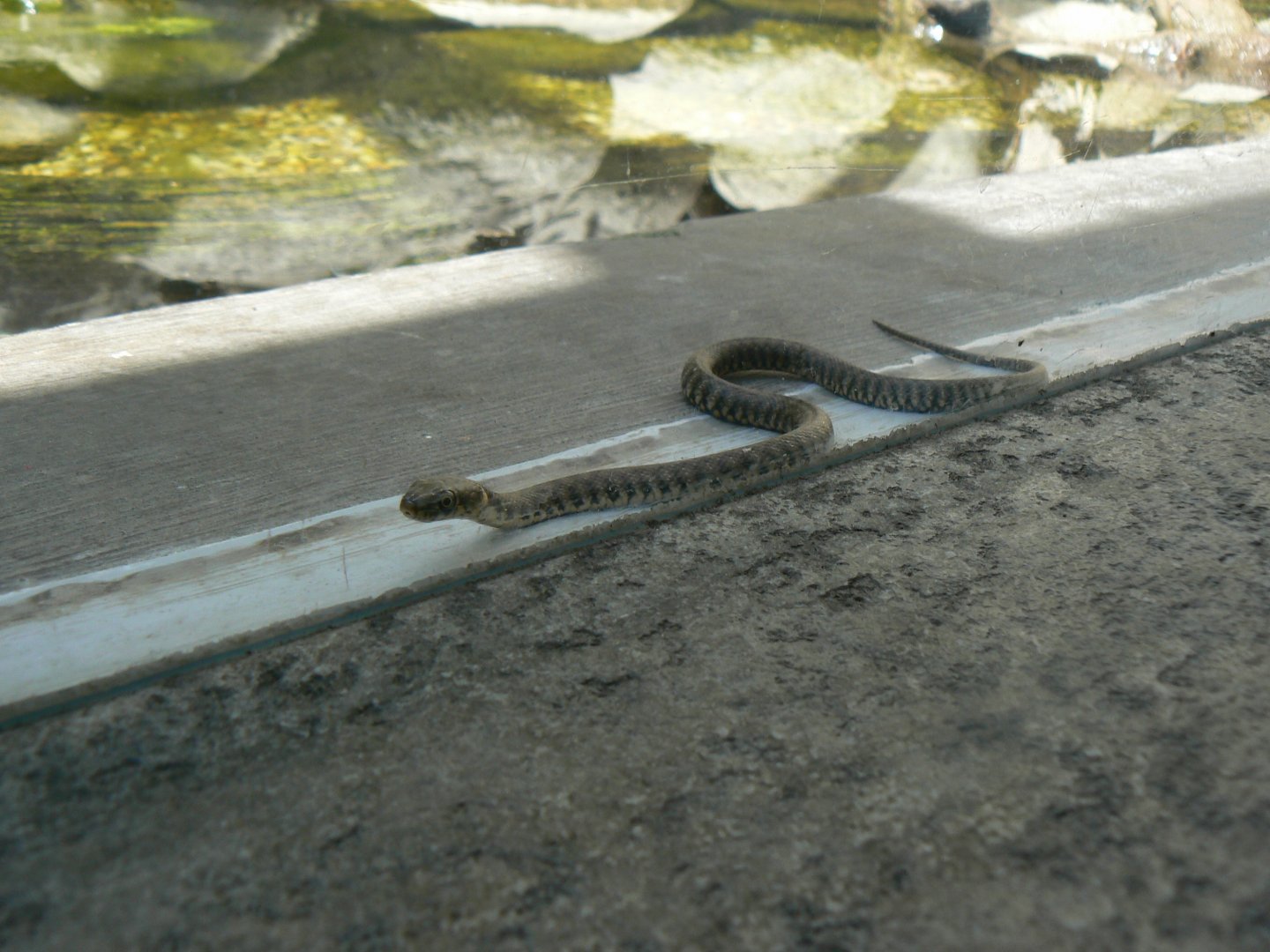 Grass Snake - 4 June 2019