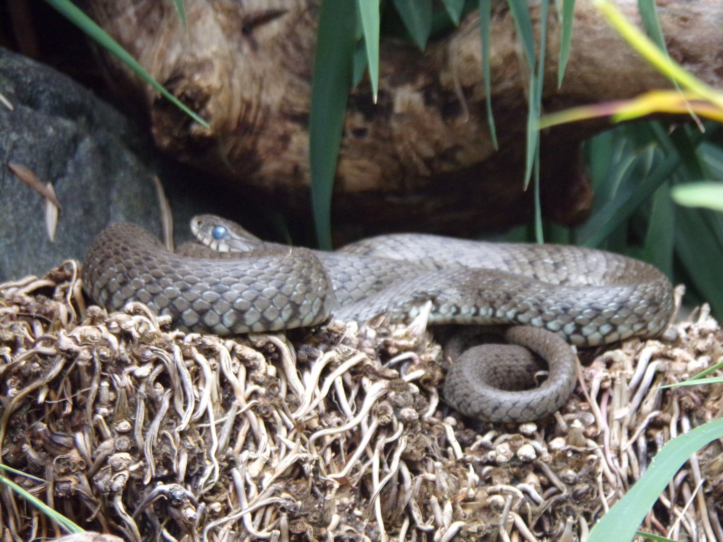 Grass snake 9.7.25