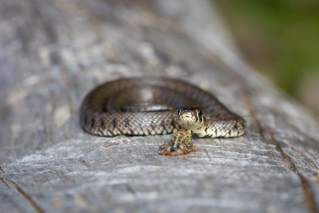 Grass snake and moor frog - Natrix natrix and Rana arvalis