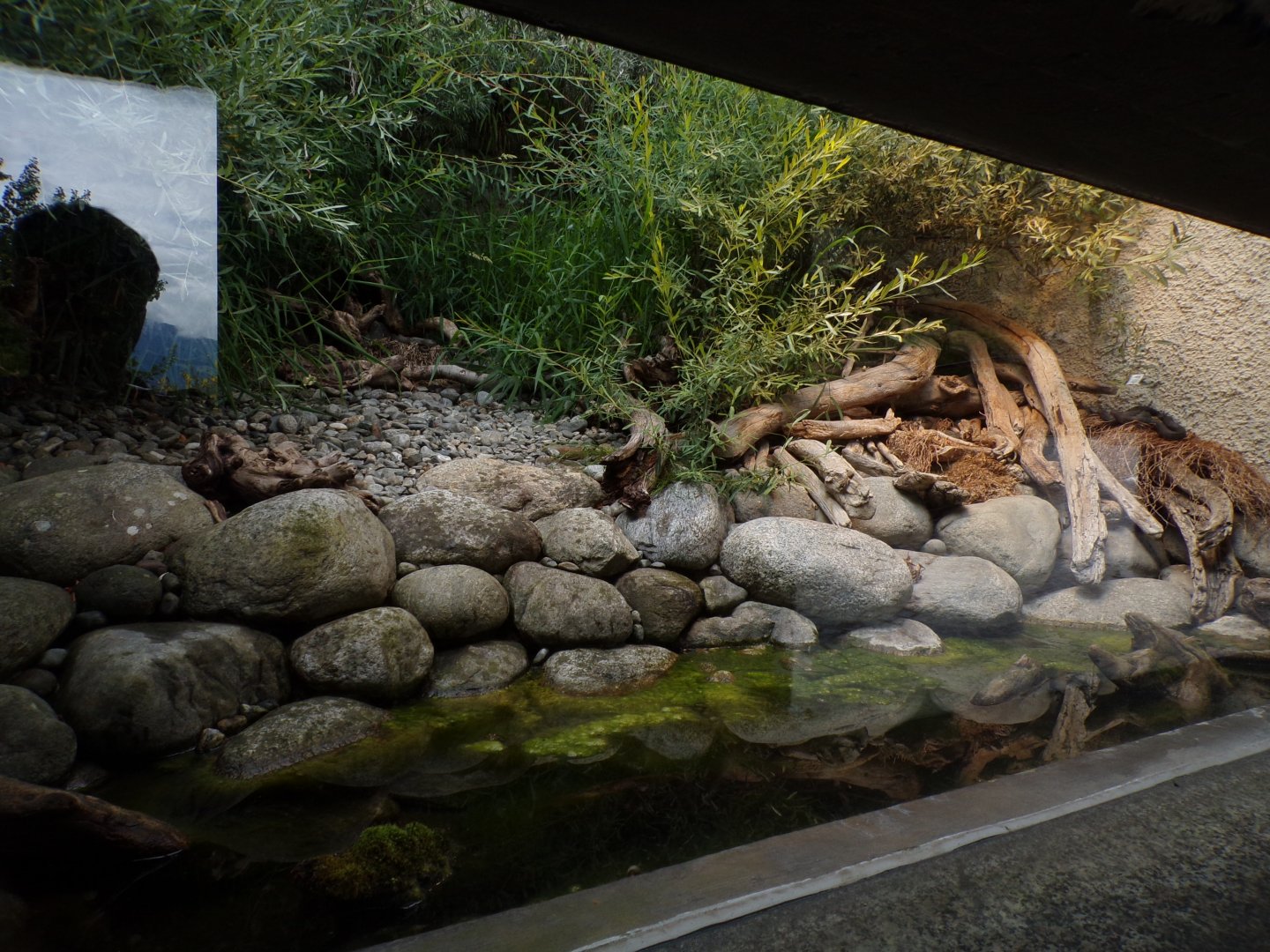 Grass snake and Tesselated snake enclosure 9.7.25