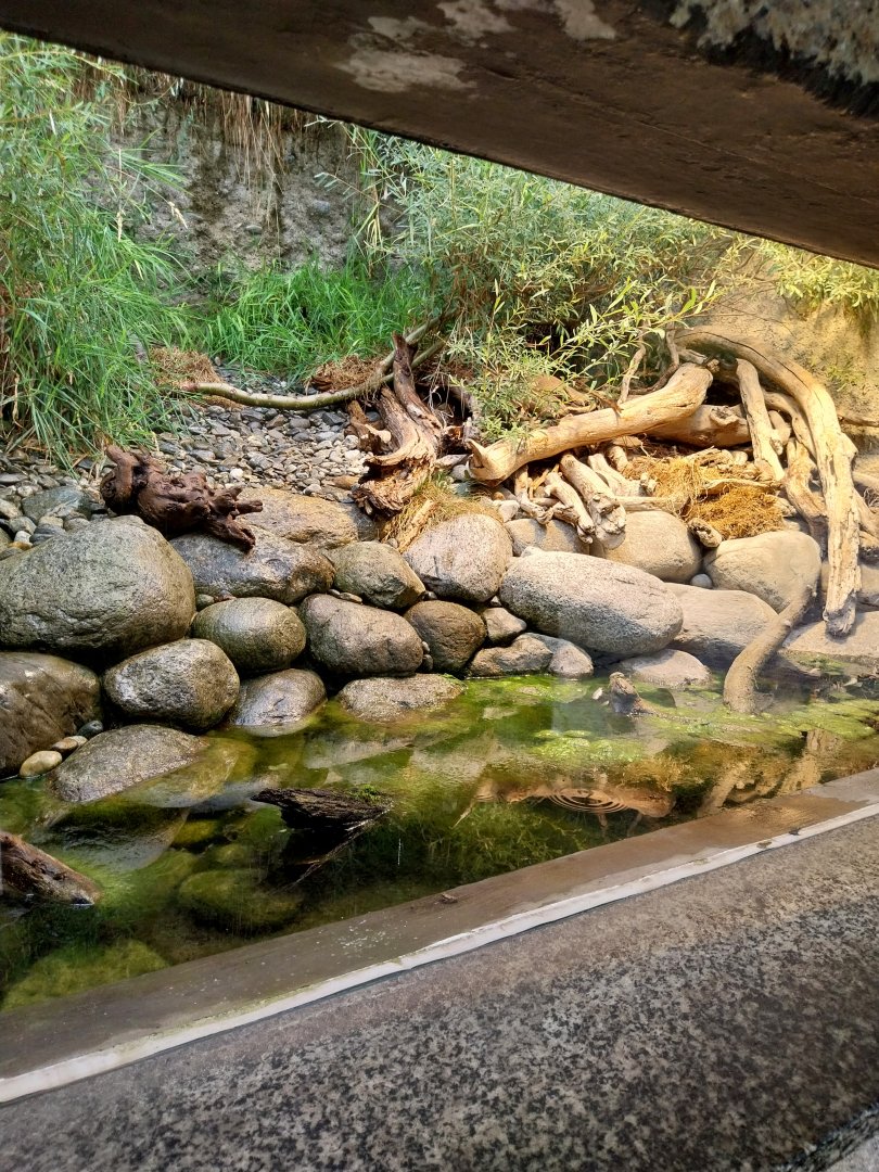 Grass snake and tesselated snake terrarium