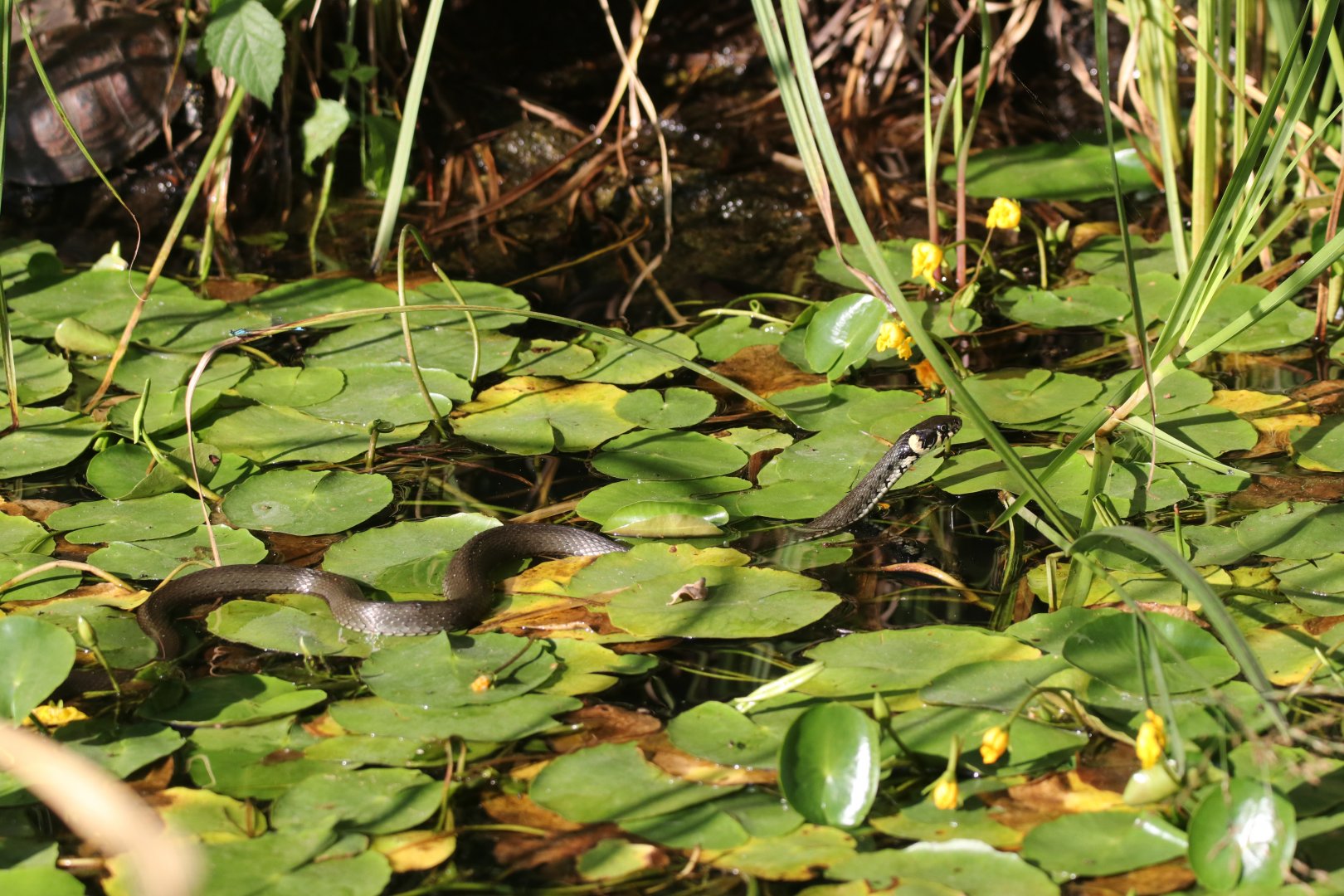 Grass snake in Pond Turtle enclosure