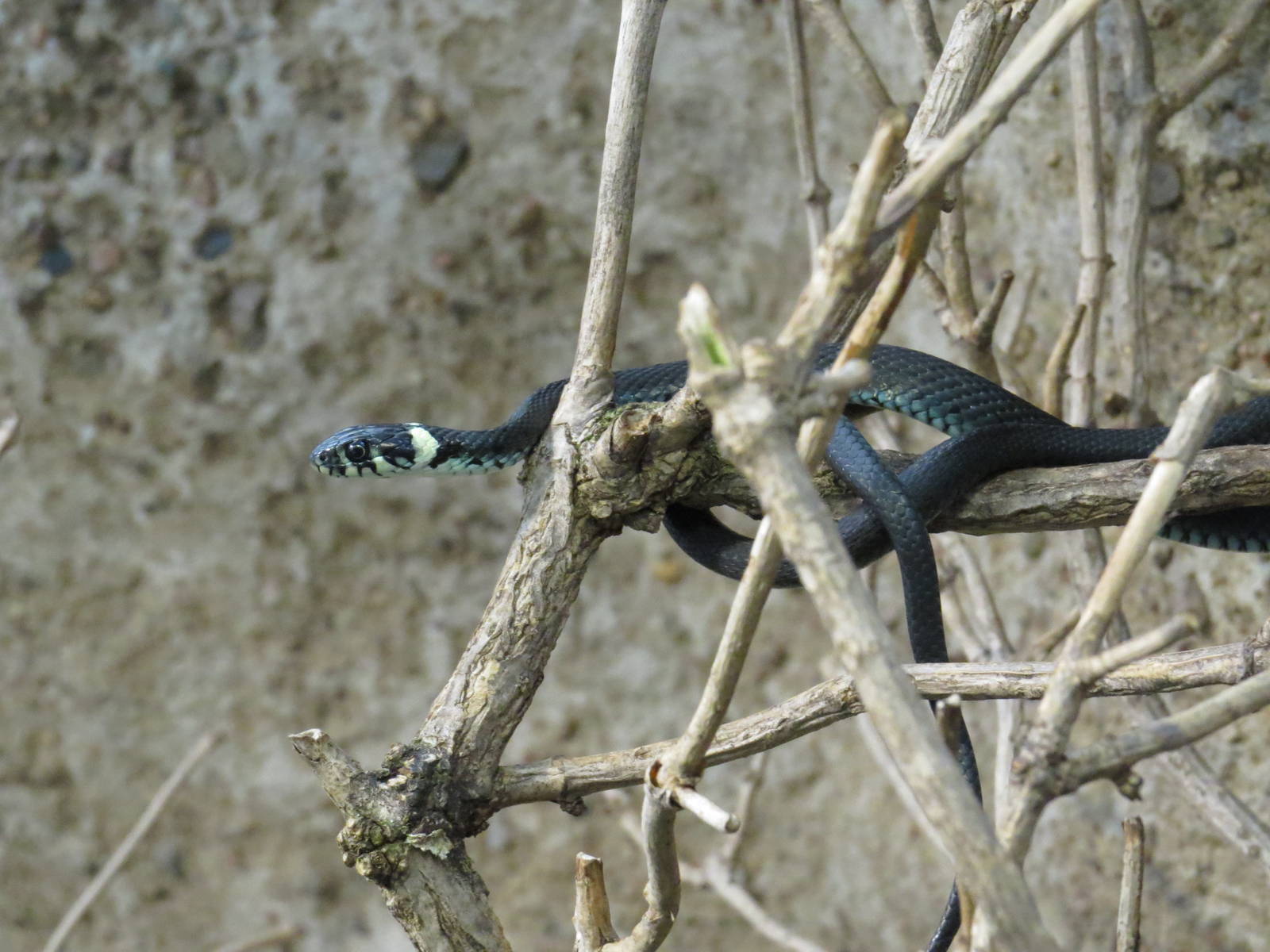 Grass snake, June 2015