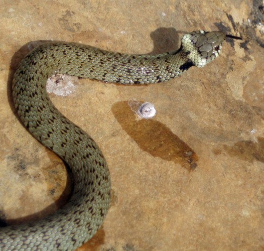 Grass Snake (Natrix natrix)