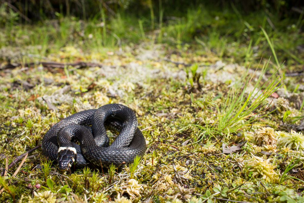 Grass snake - Natrix natrix