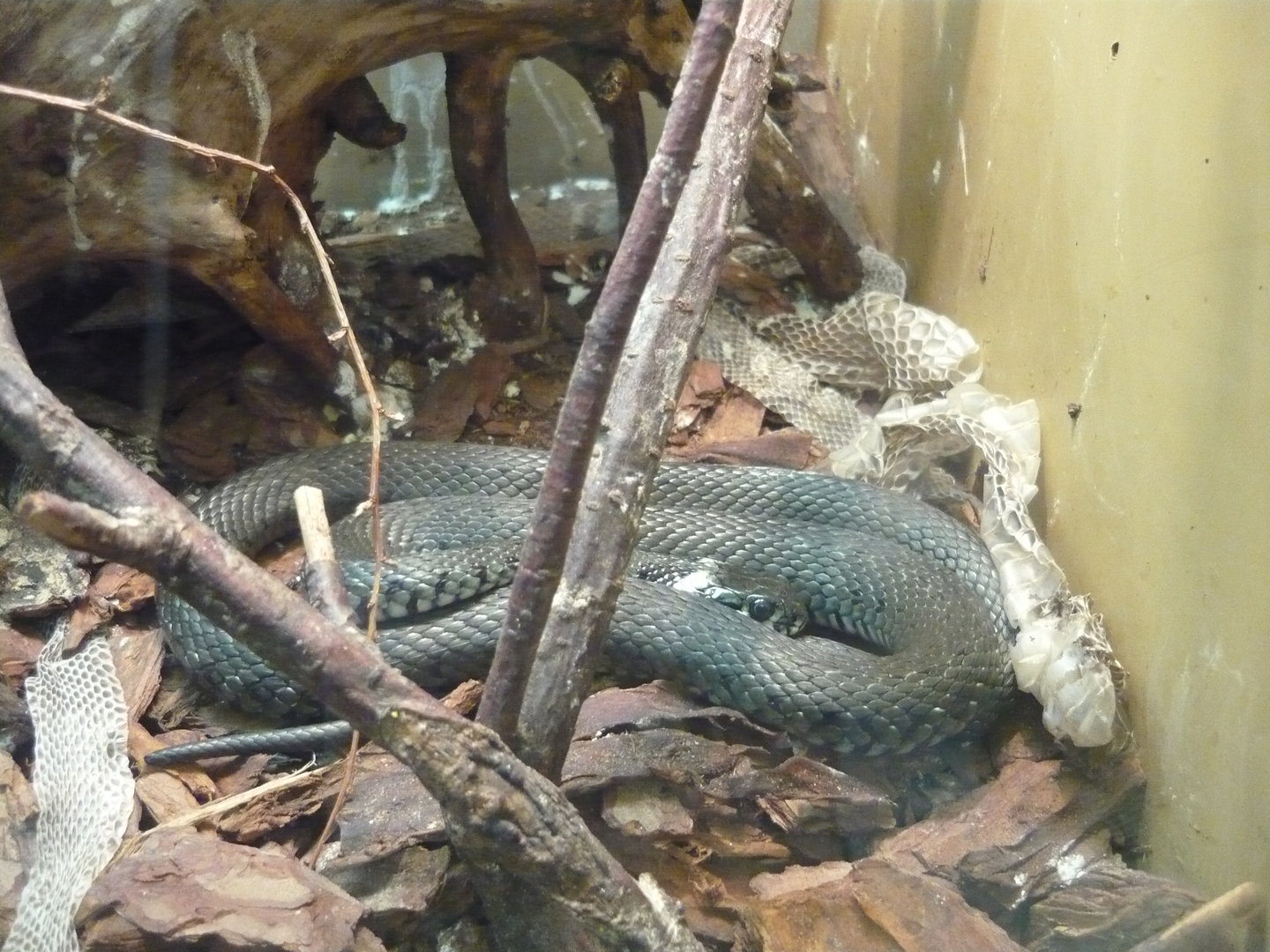 Grass snake (Natrix natrix)