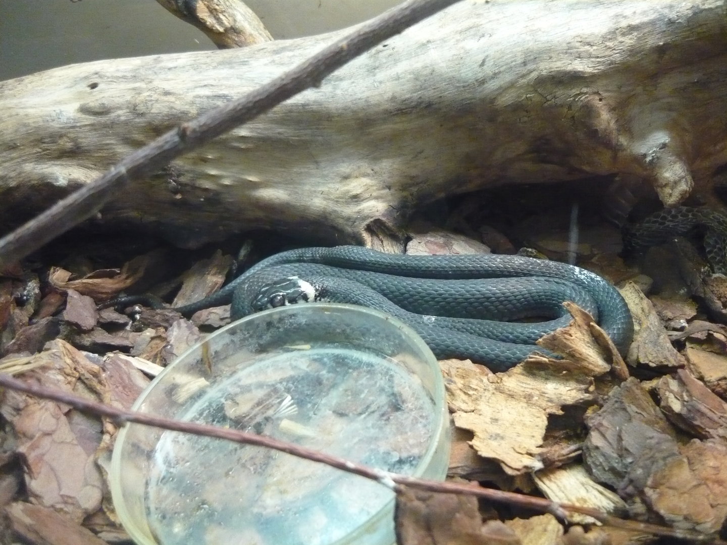 Grass snake (Natrix natrix)