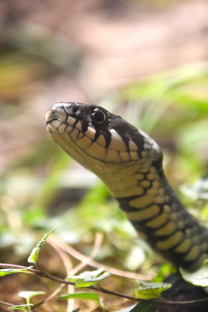 Grass snake, Natrix natrix