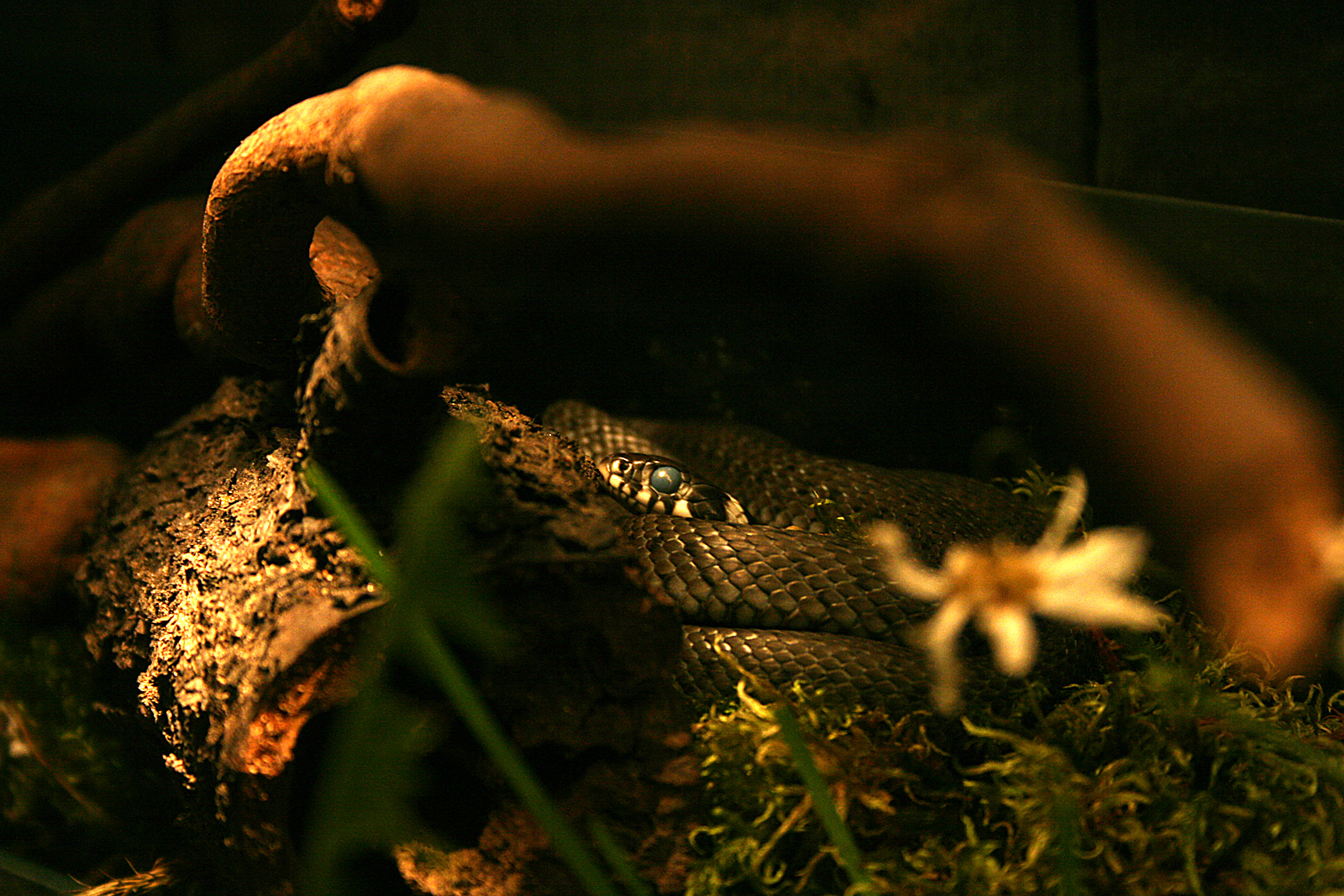Grass snake (Natrix natrix)