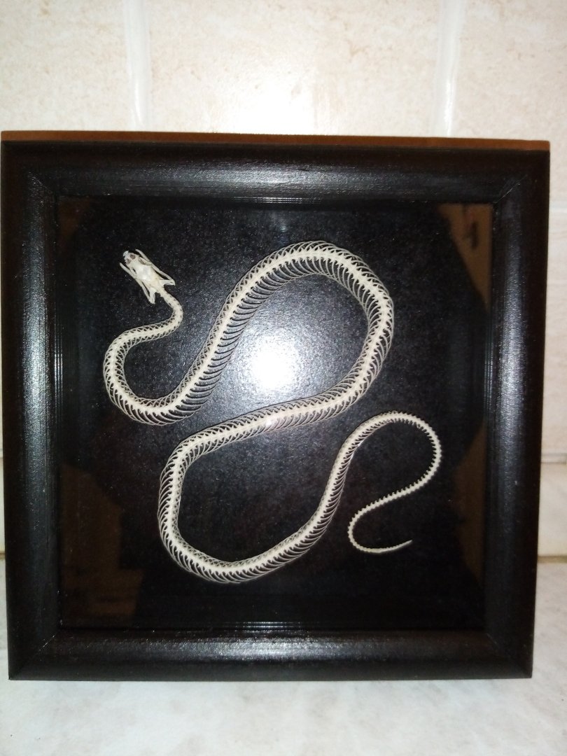 Grass snake skeleton