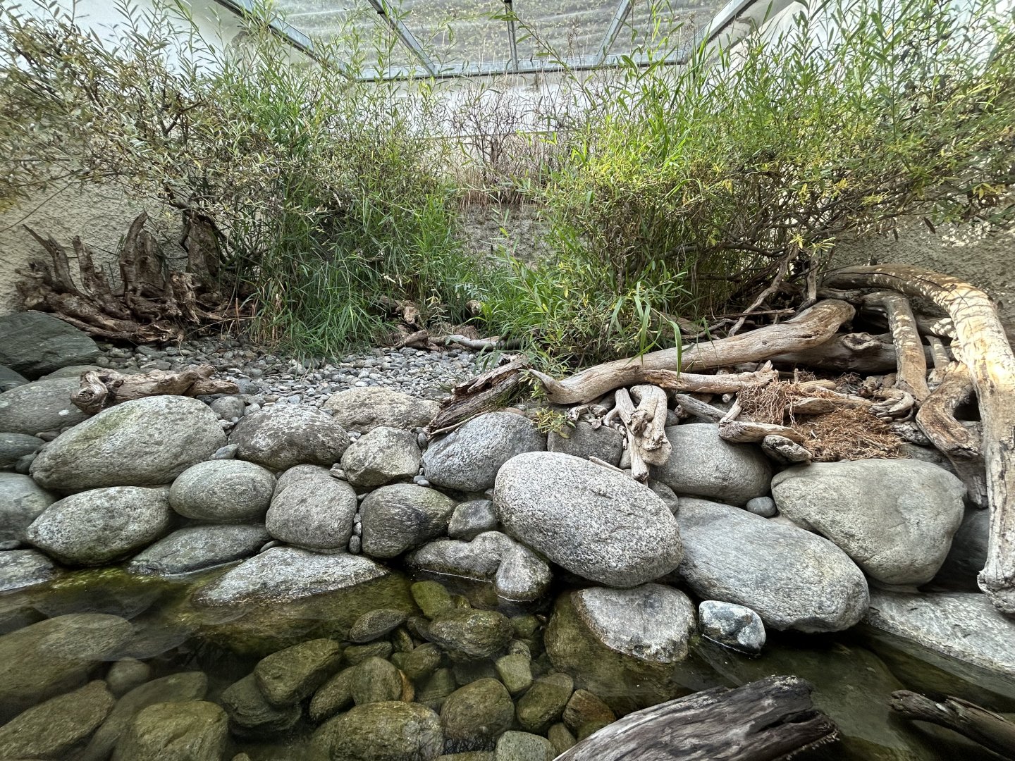 Grass Snake & Tessellated Snake Exhibit