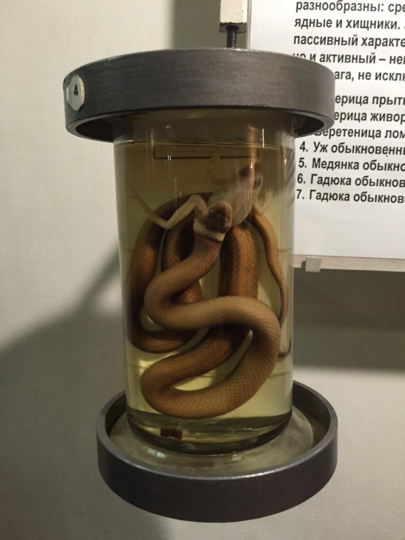 Grass snake wet specimen