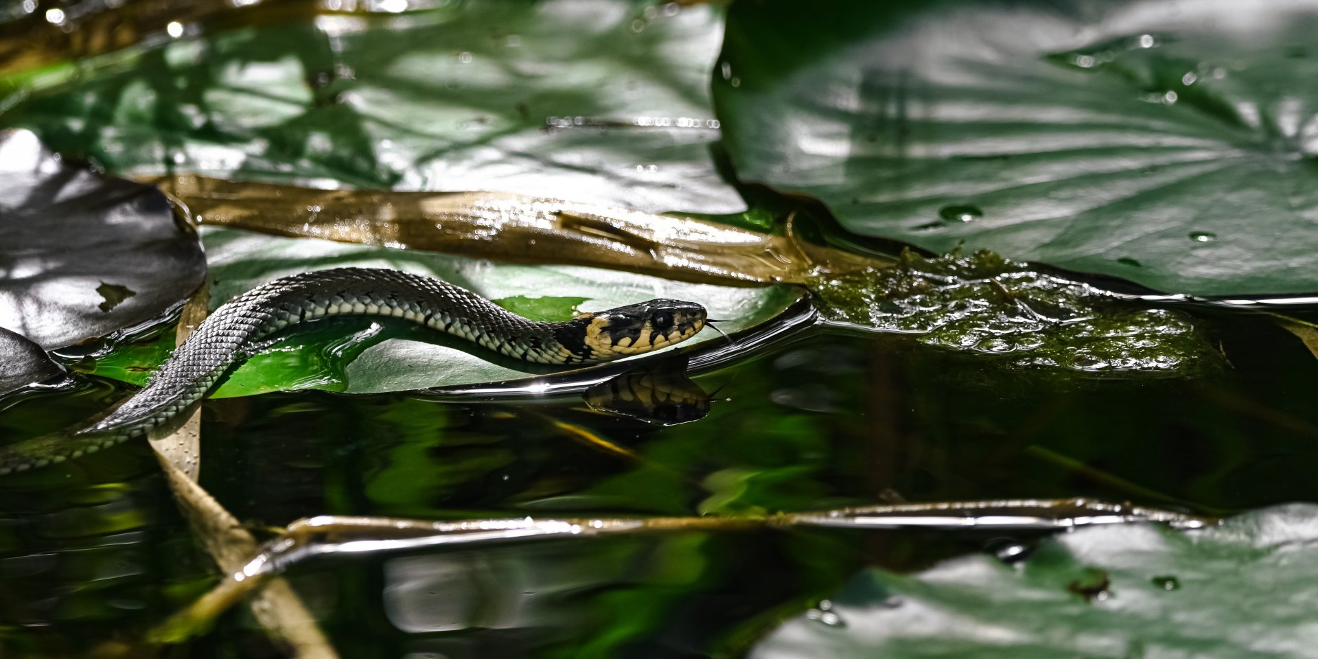 Grass snake (wild)