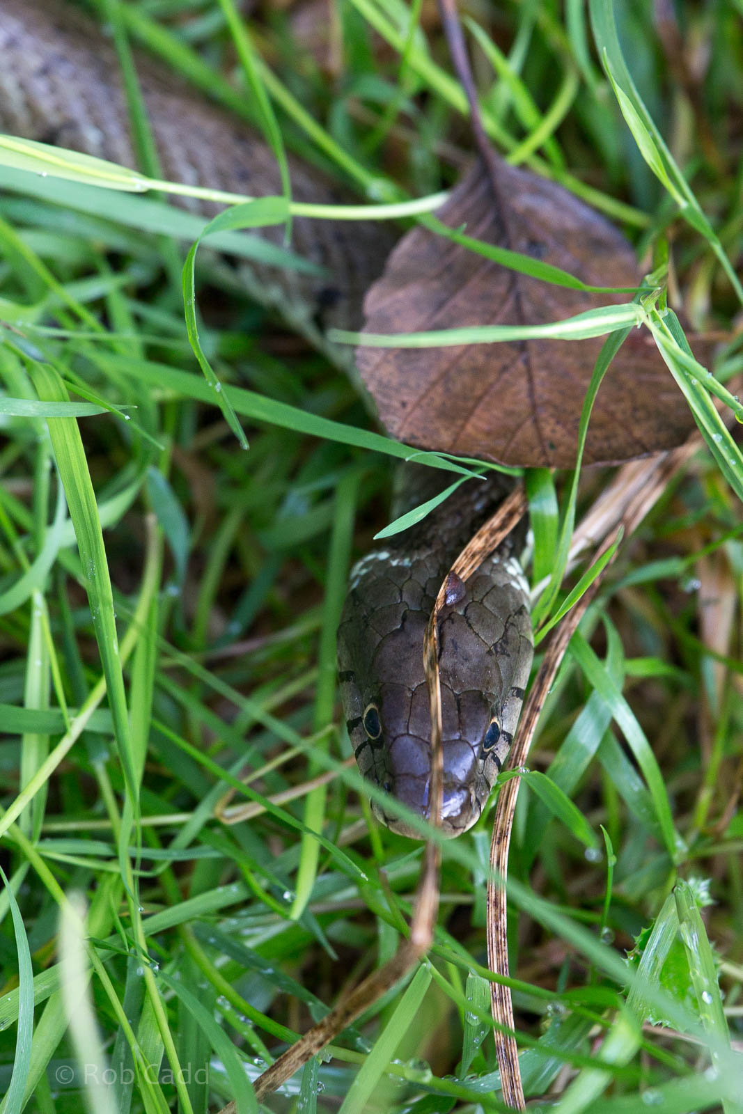 Grass snake : Wildwood : 16 Oct 2014