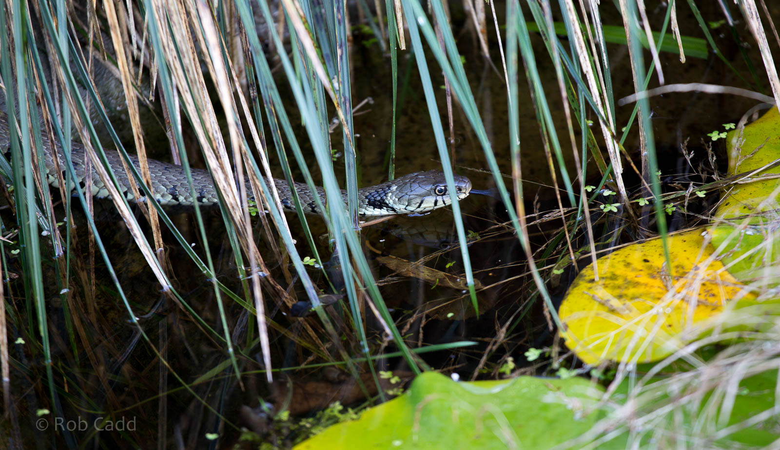 Grass snake : Wildwood : 16 Oct 2014