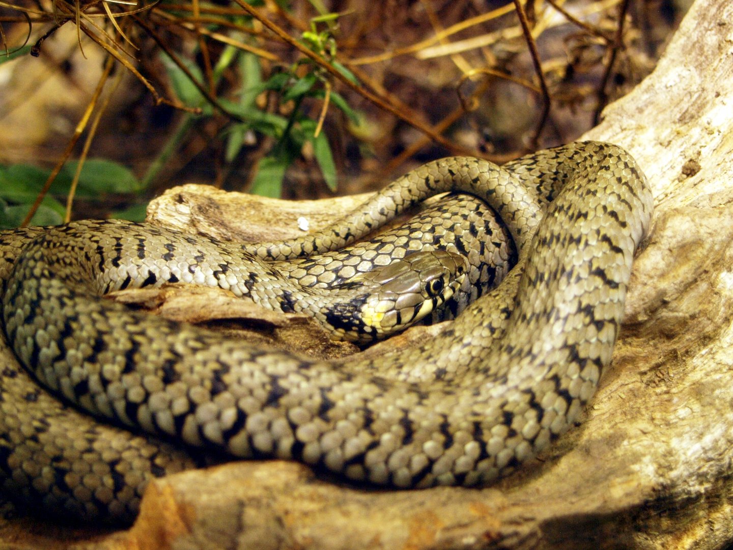 Grass snake