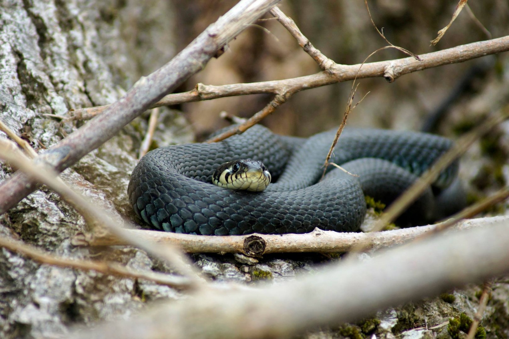 Grass Snake