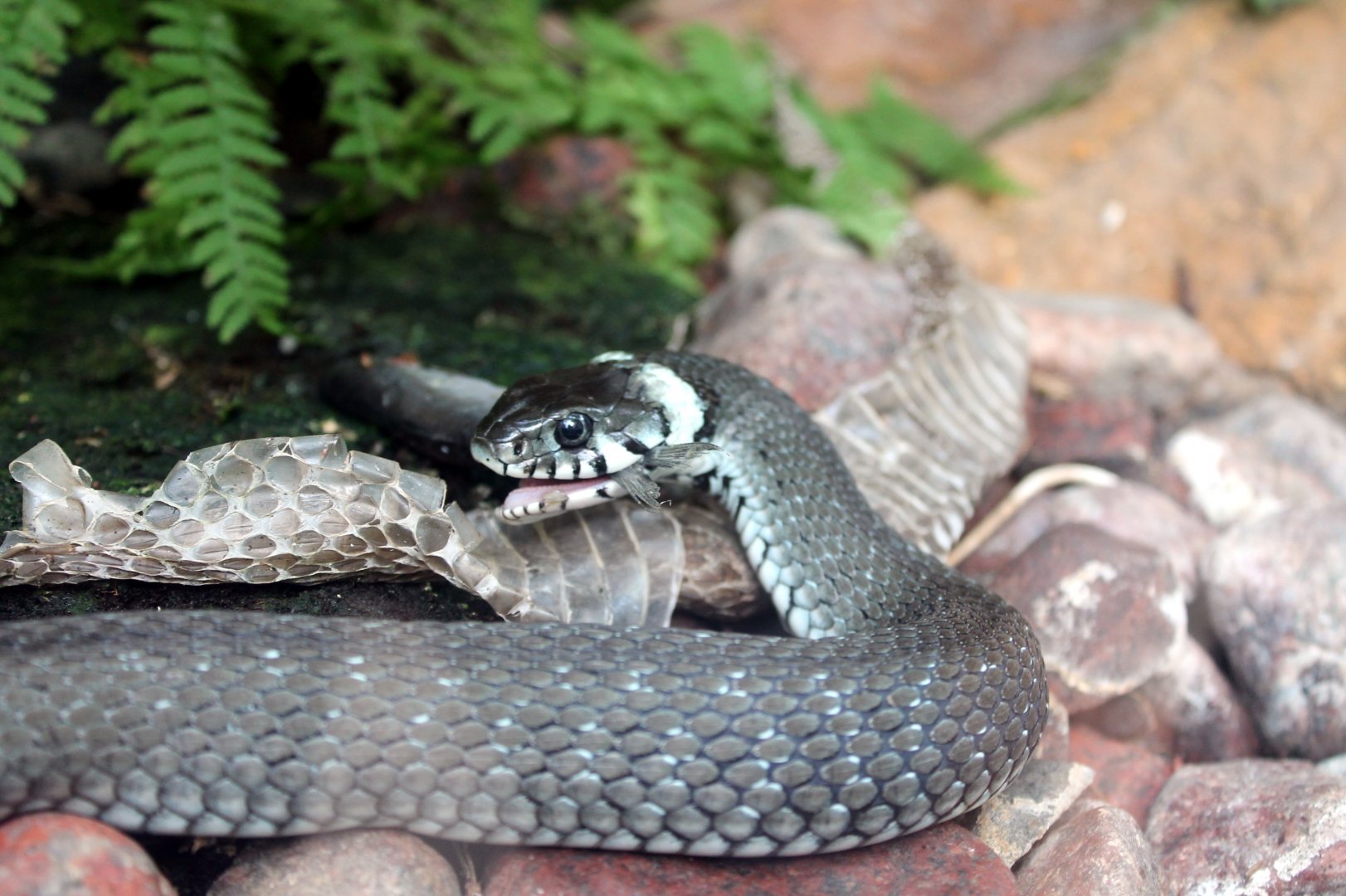 Grass Snake