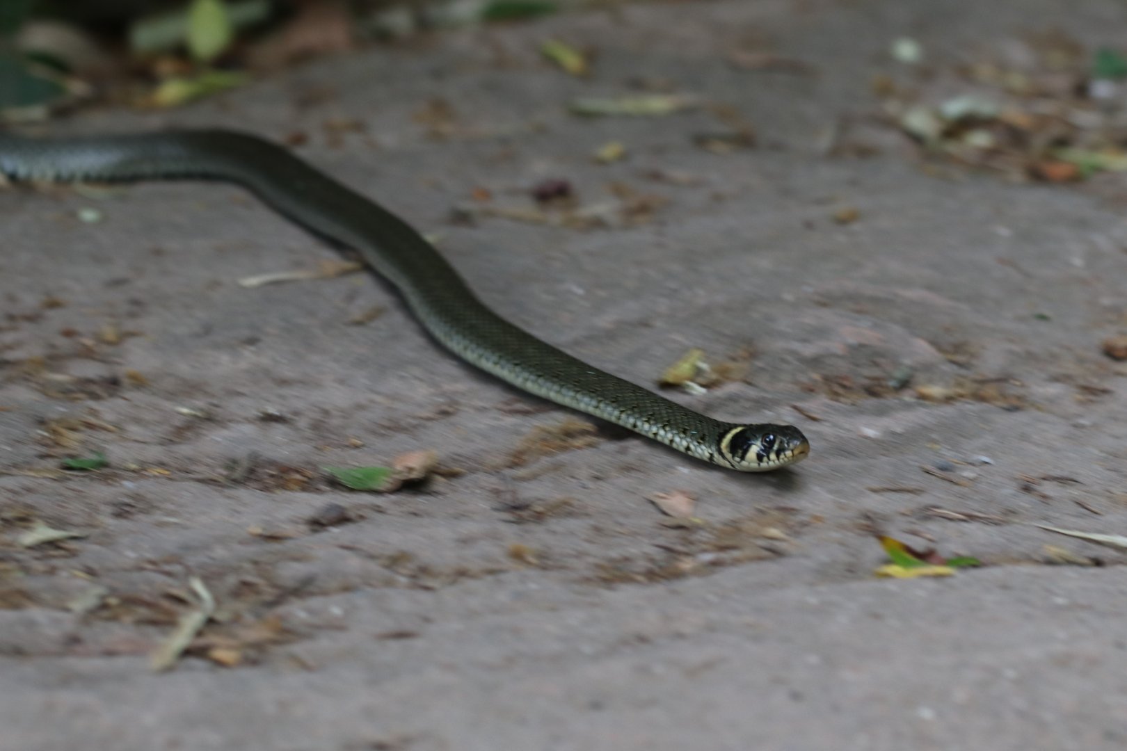 Grass snake