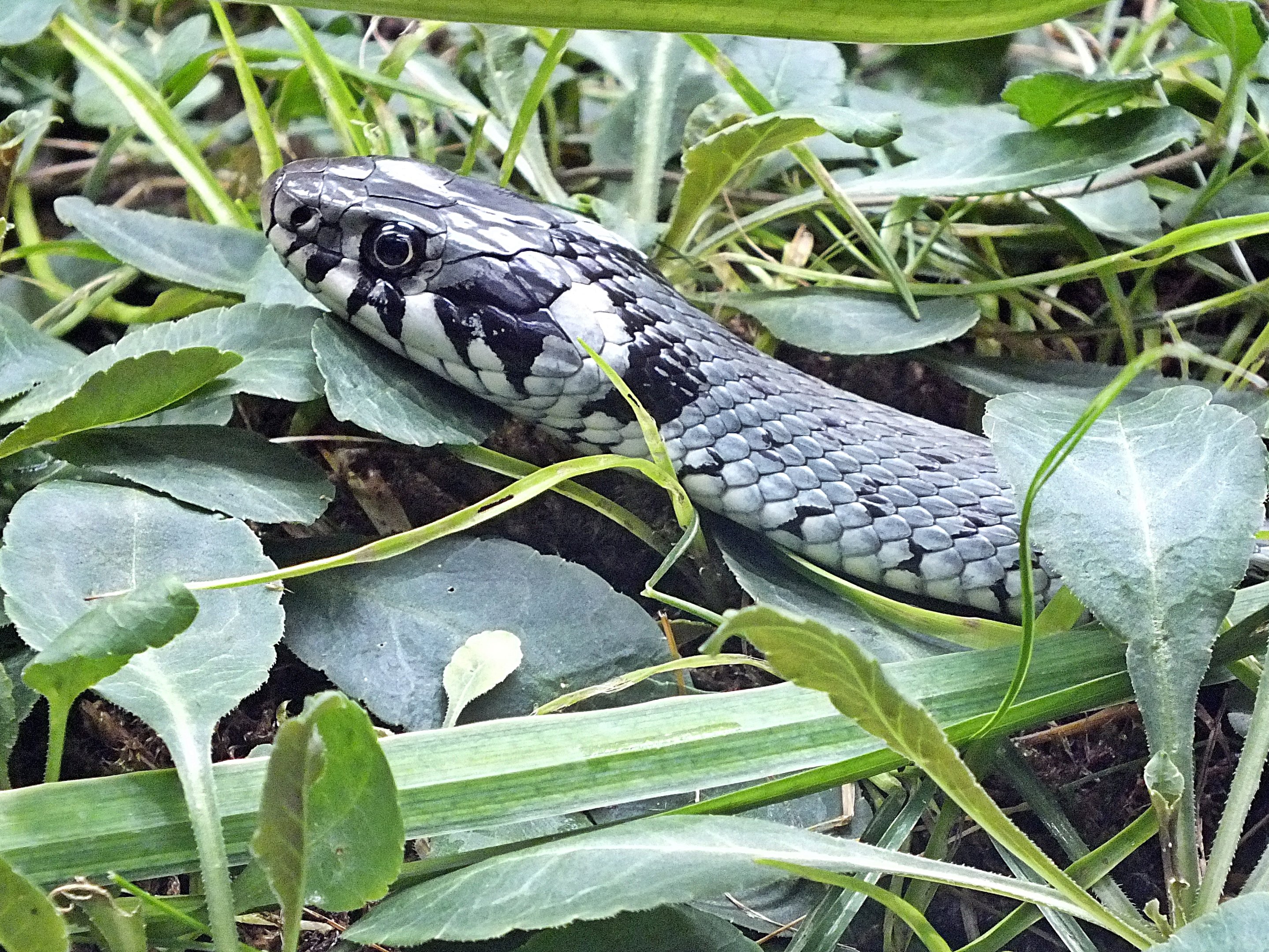Grass snake