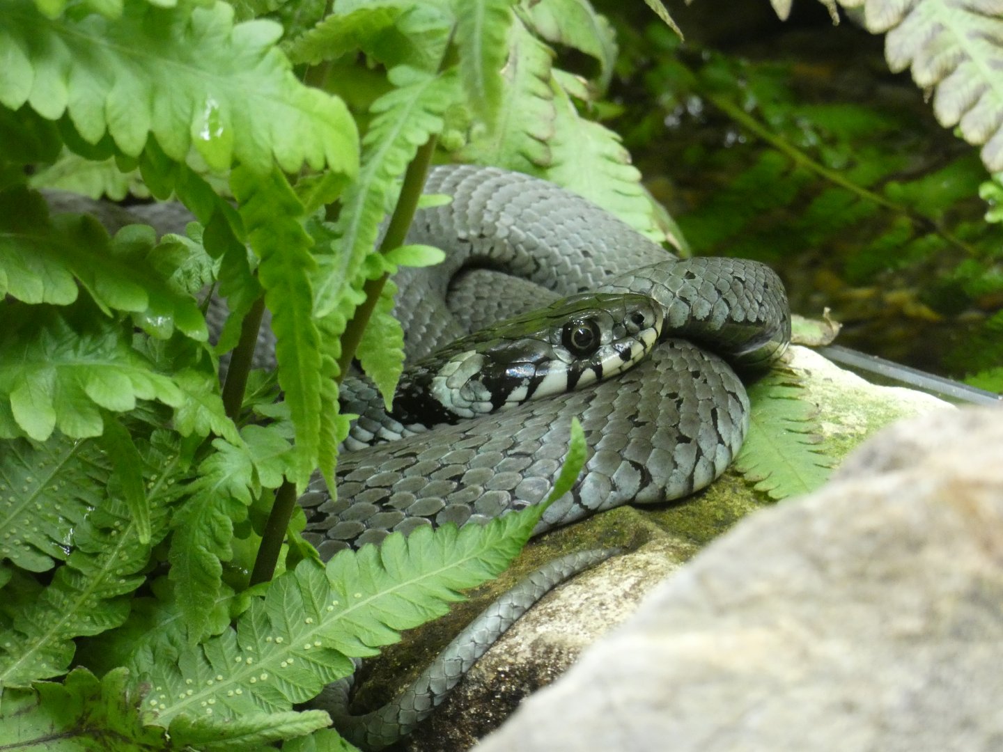 Grass snake