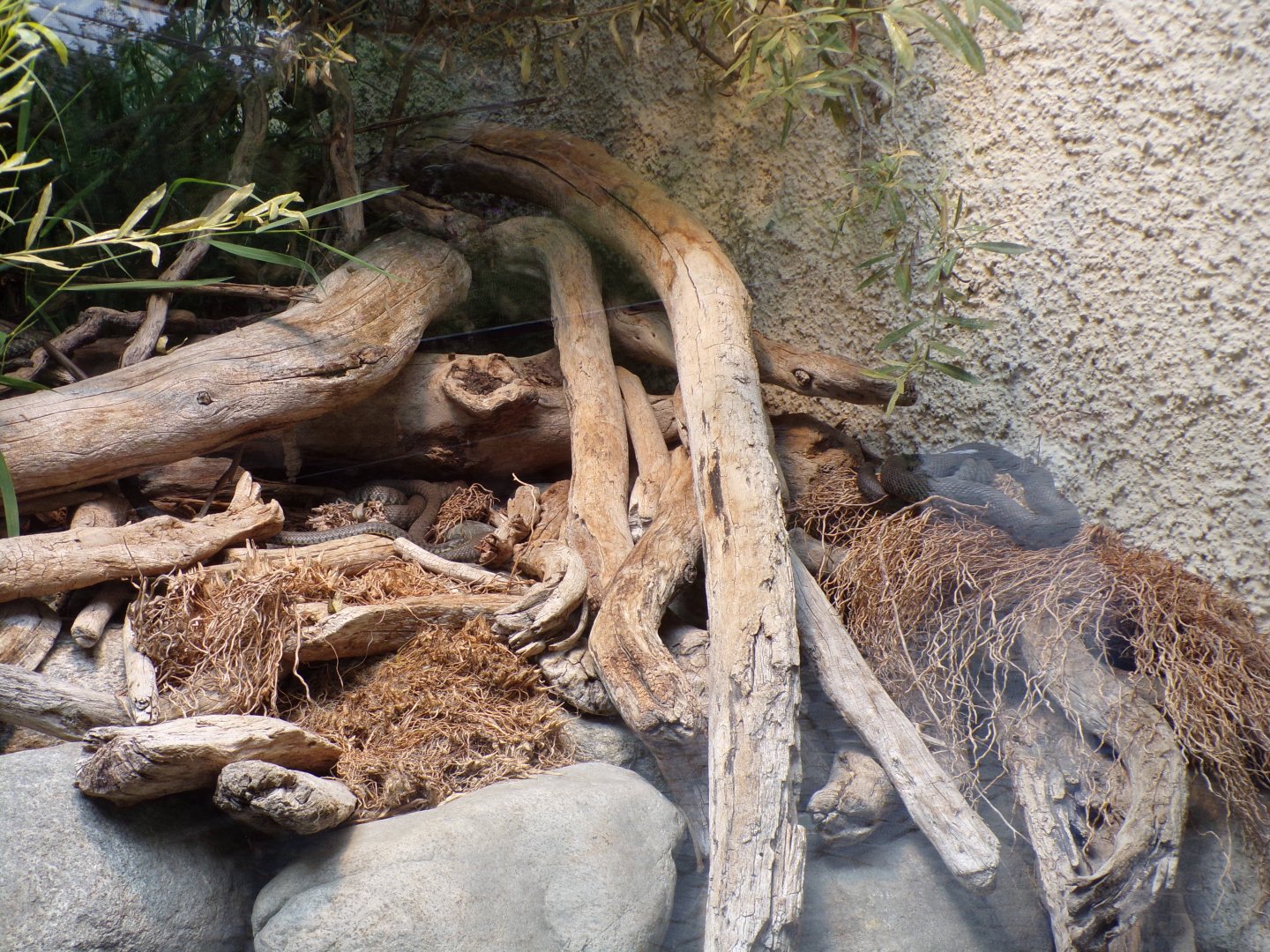 Grass snakes and Aessculpian snakes 9.7.25