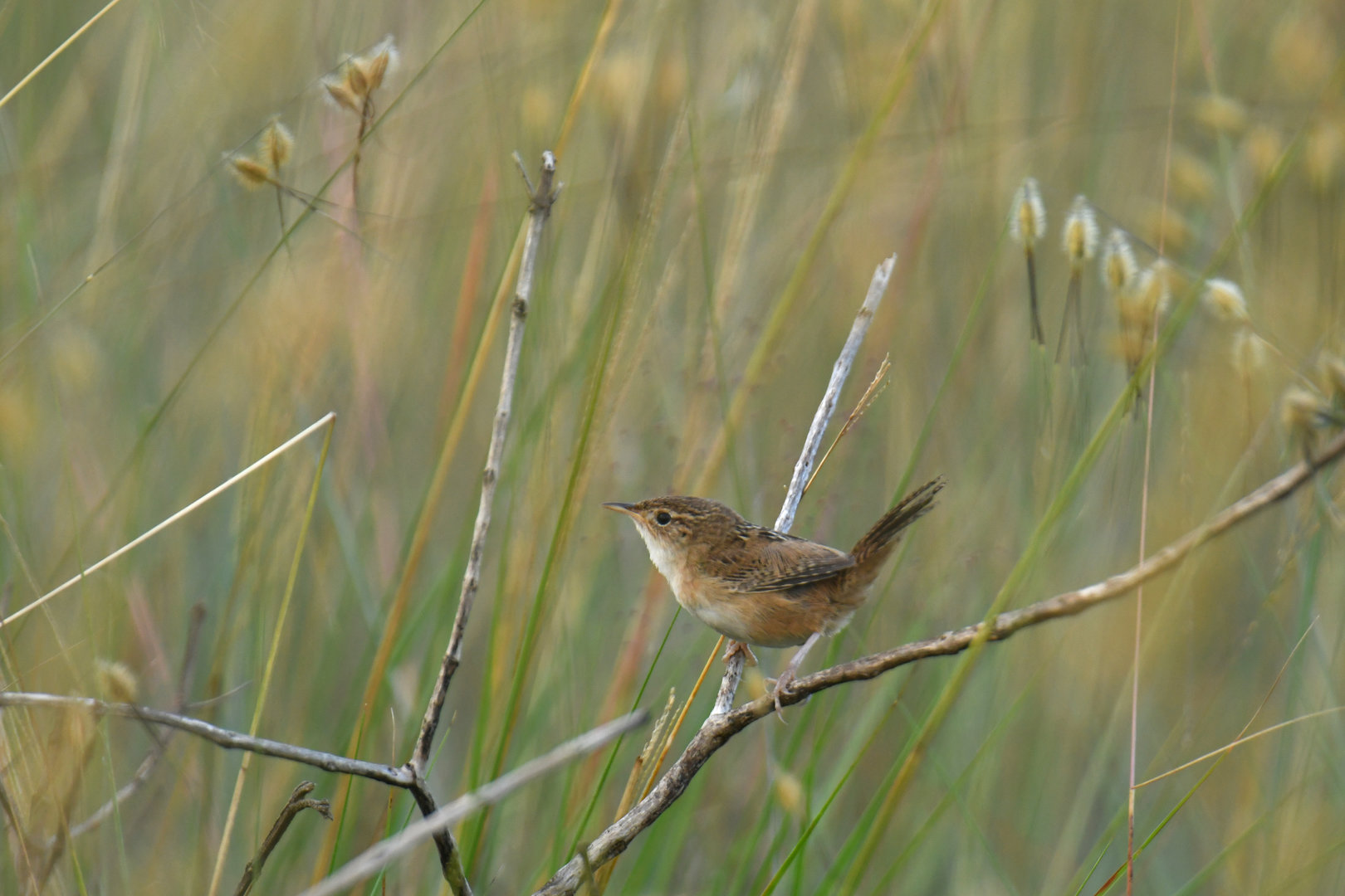 Grass Wren Cistothorus platensis