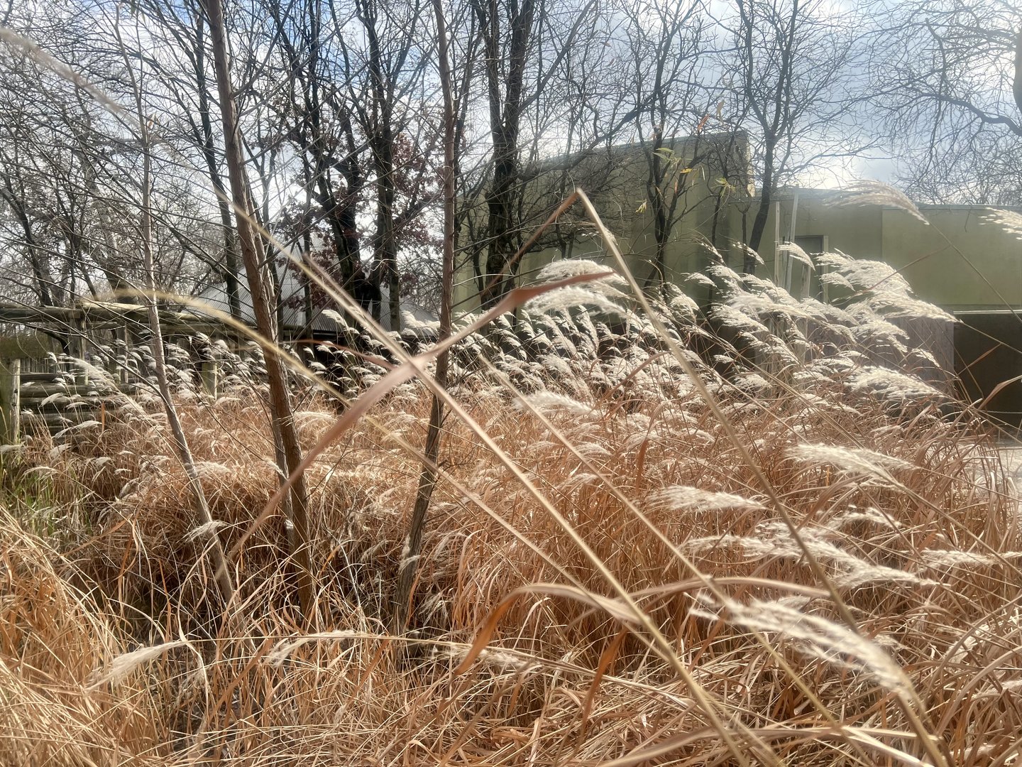 Grasses in front of Giraffe Exhibit
