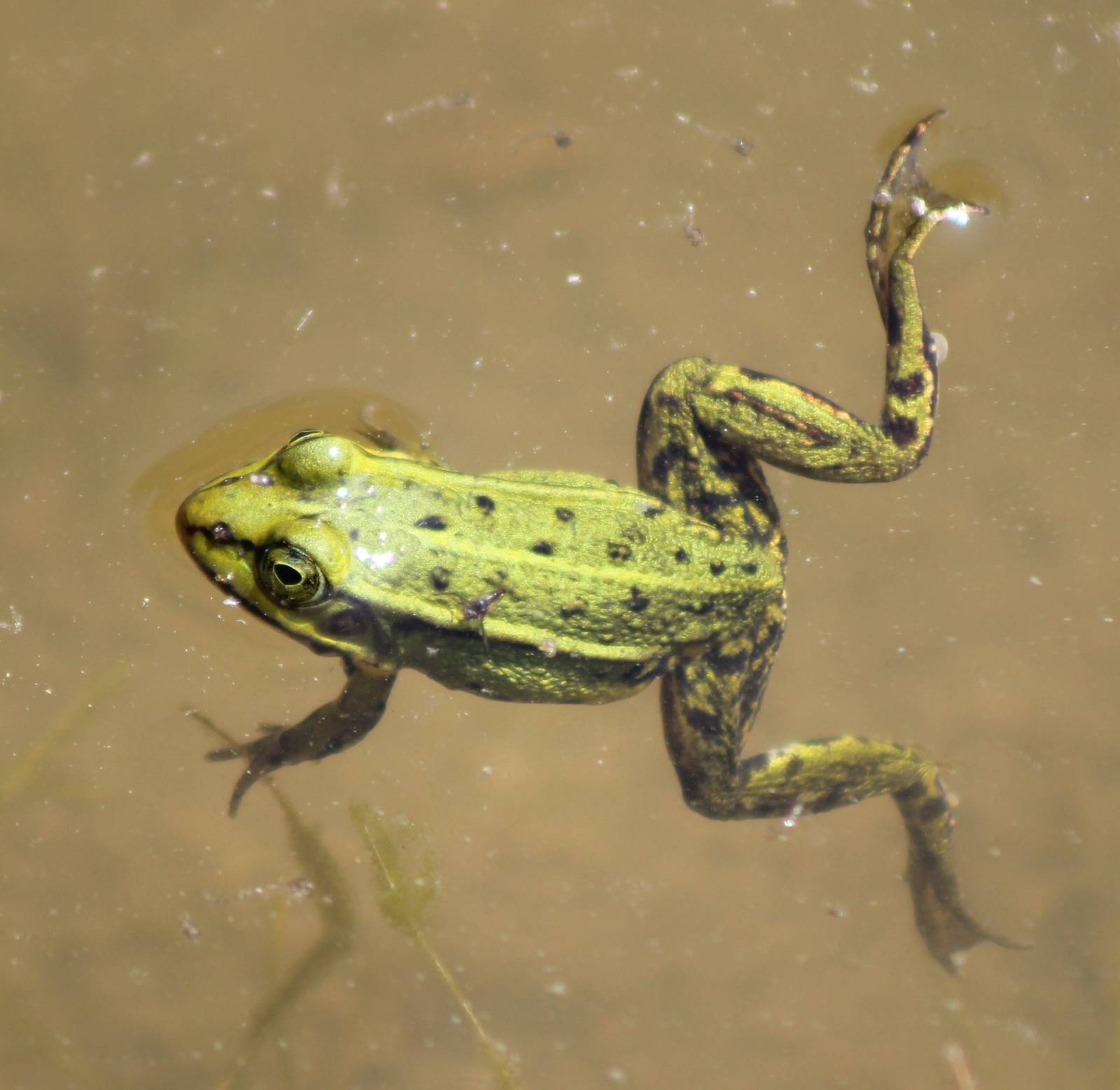 Grassfrog