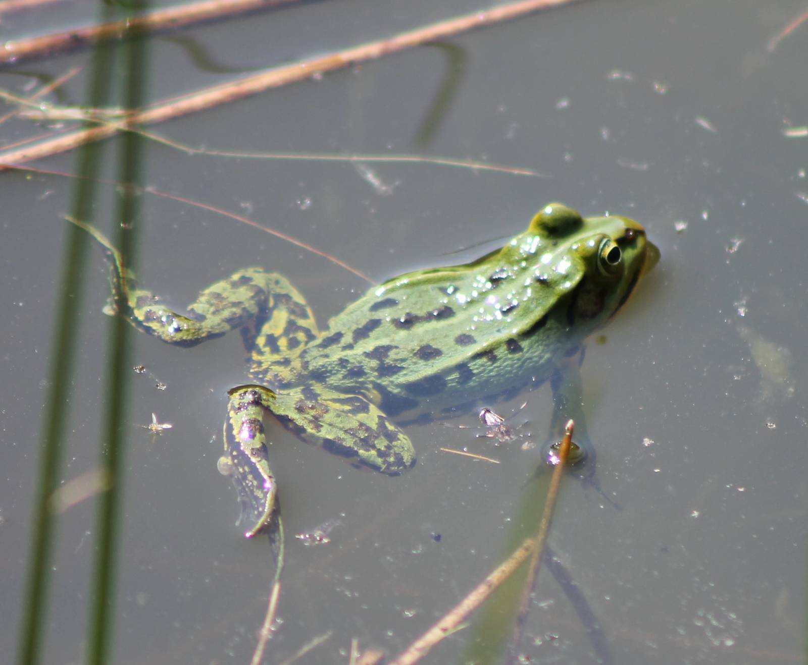 Grassfrog