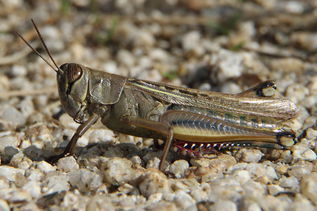 Grasshopper ID - Near Barcelona