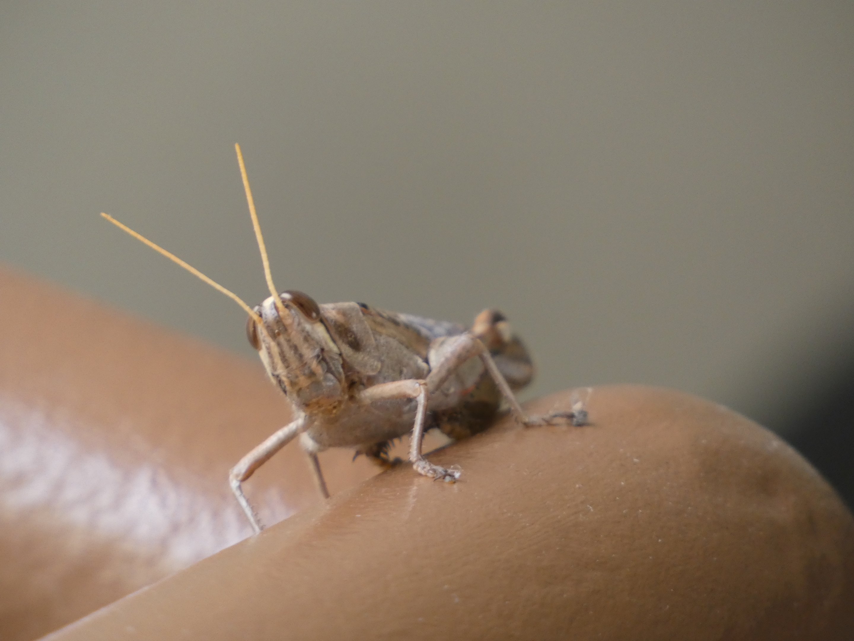 Grasshopper ID? - Norwalk Los Angeles