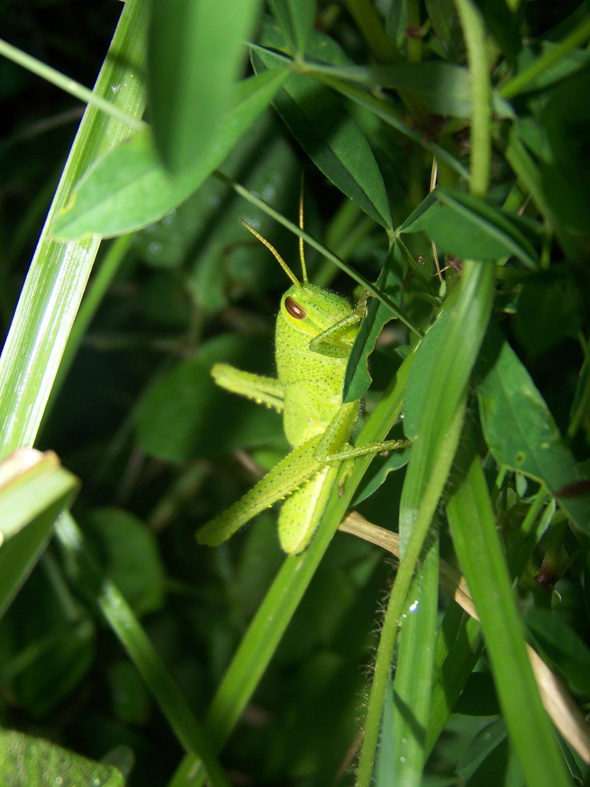 Grasshopper ID
