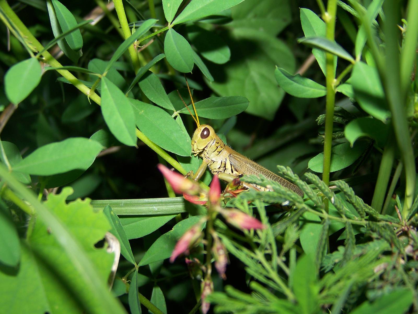 Grasshopper ID