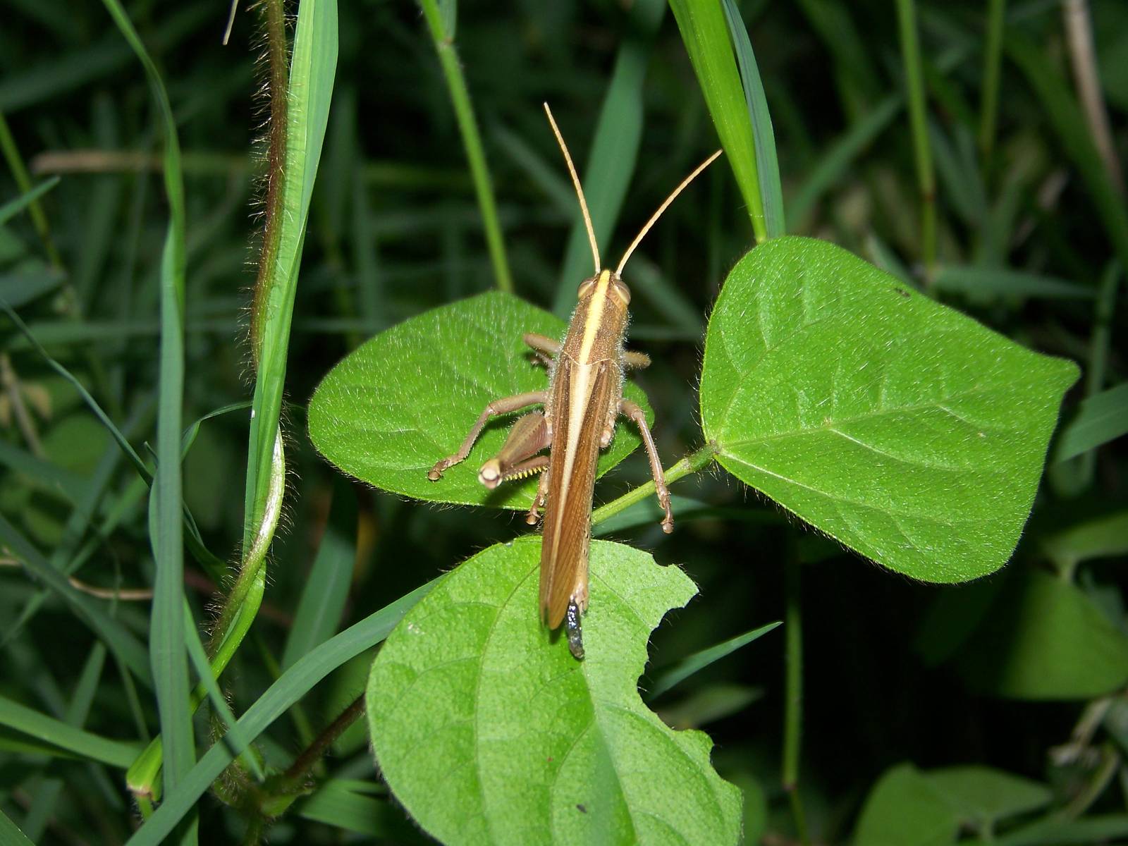 Grasshopper ID
