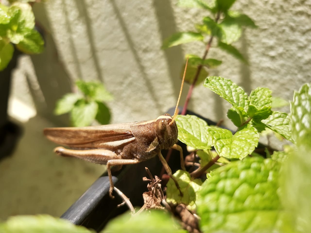 Grasshopper ID