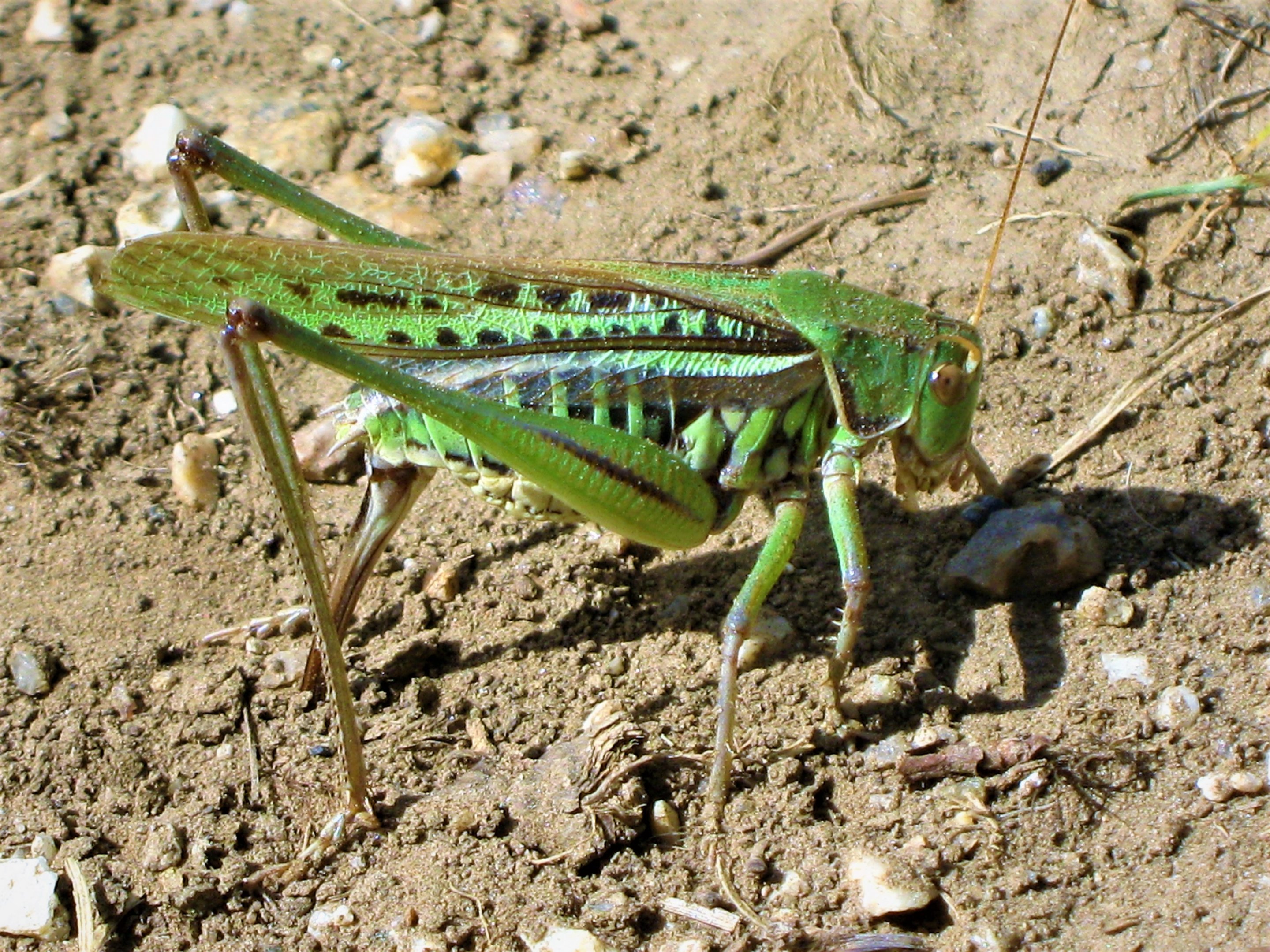 grasshopper laying eggs into the sand