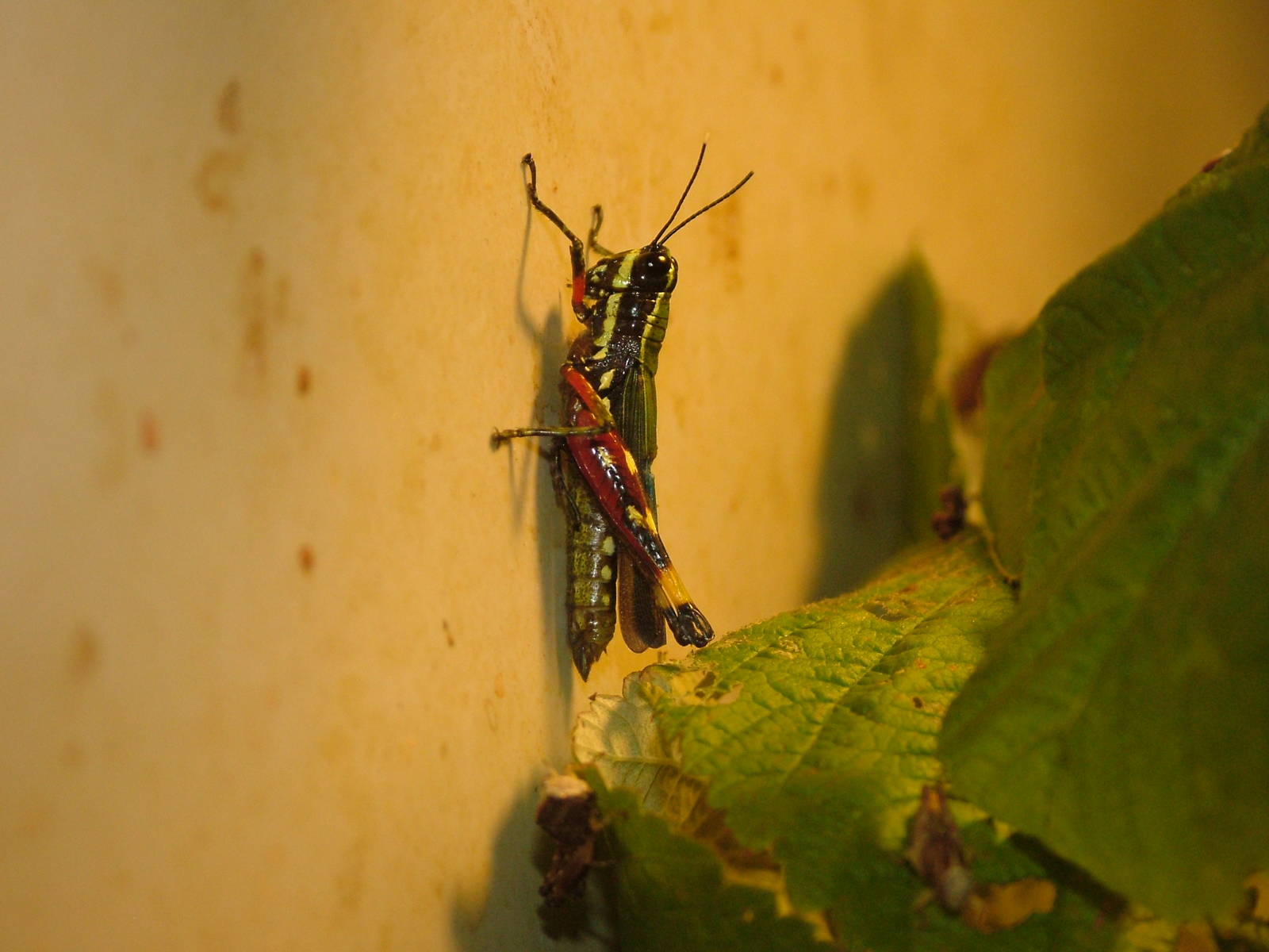 Grasshopper Nymph at Wilhelma, Stuttgart 02/09/10
