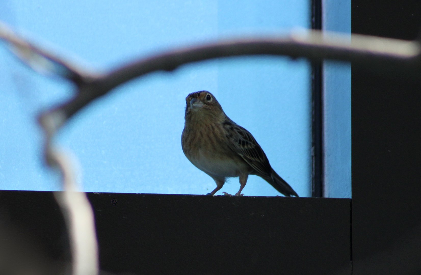 Grasshopper Sparrow (Ammodramus savannarum)