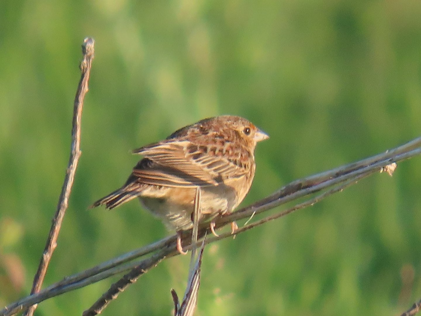Grasshopper Sparrow (Ammodramus savannarum)