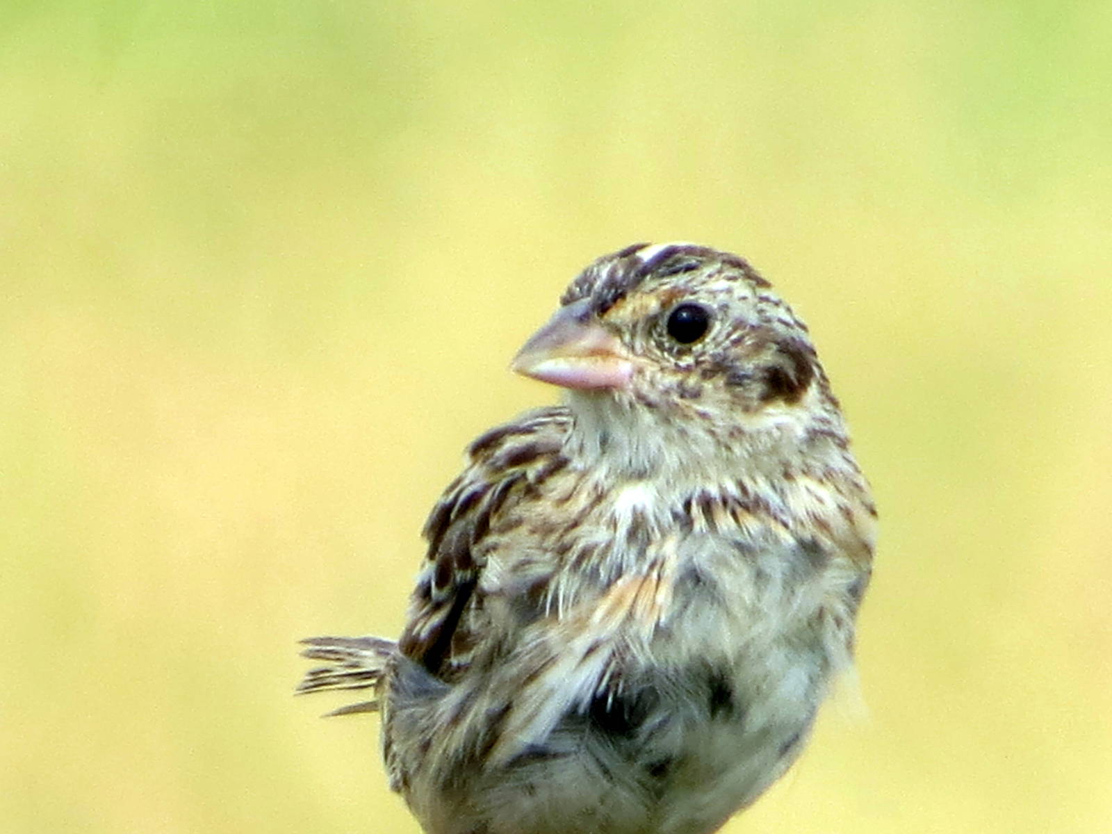 Grasshopper Sparrow