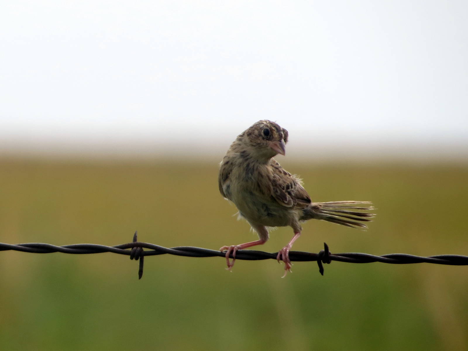 Grasshopper Sparrow