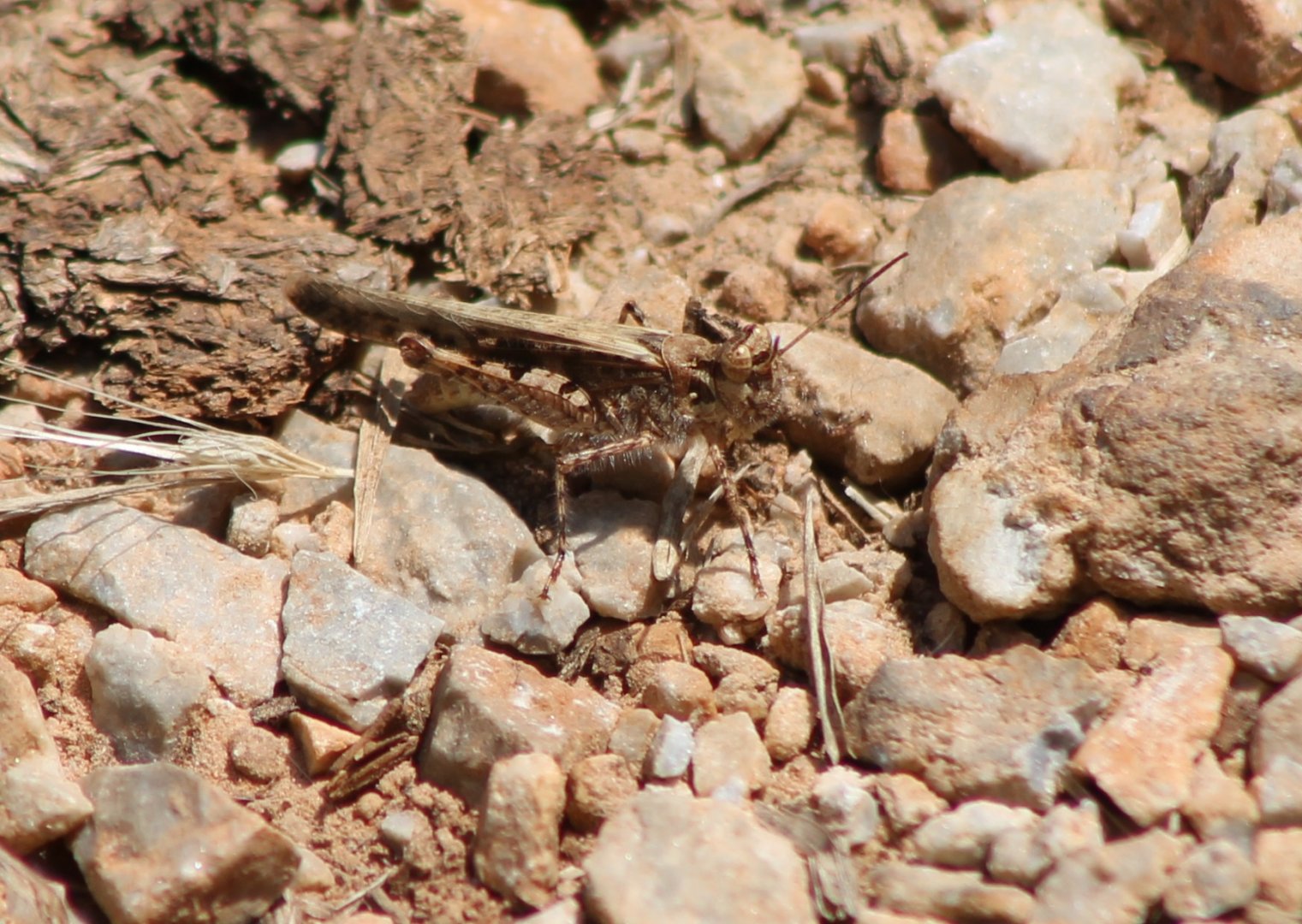 Grasshopper-species