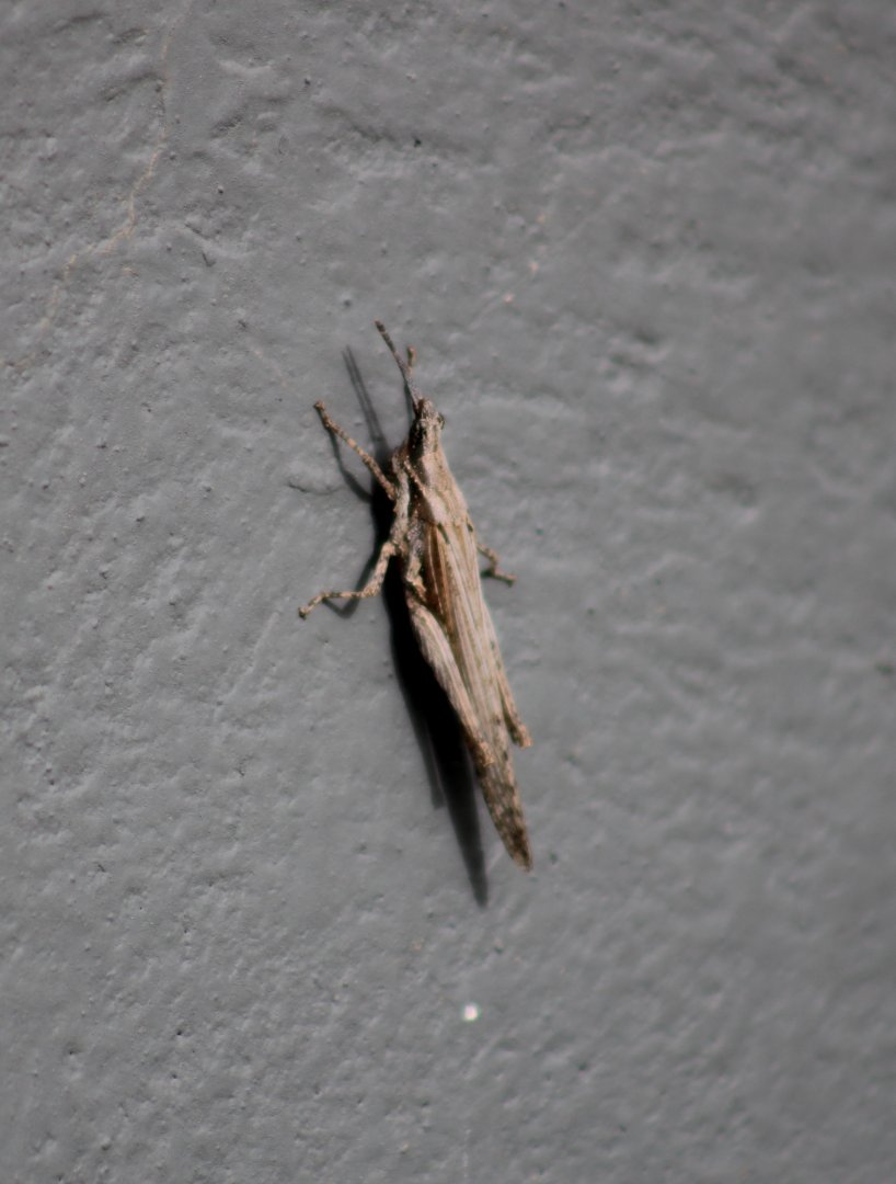 Grasshopper species