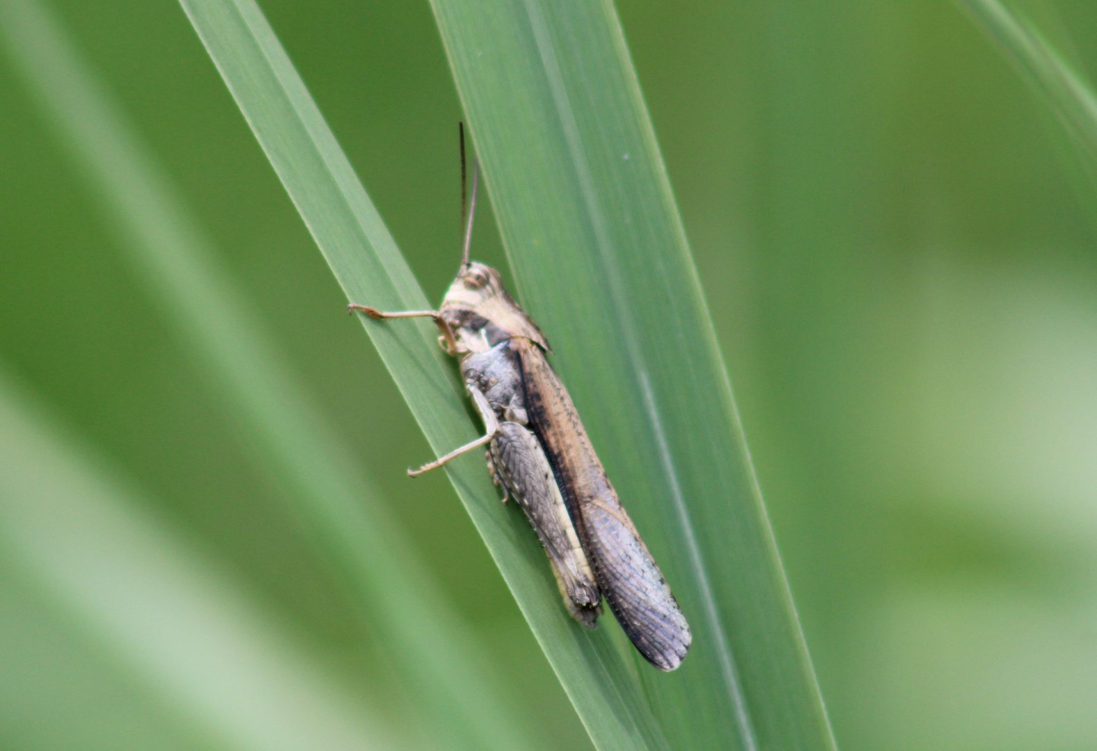 Grasshopper species