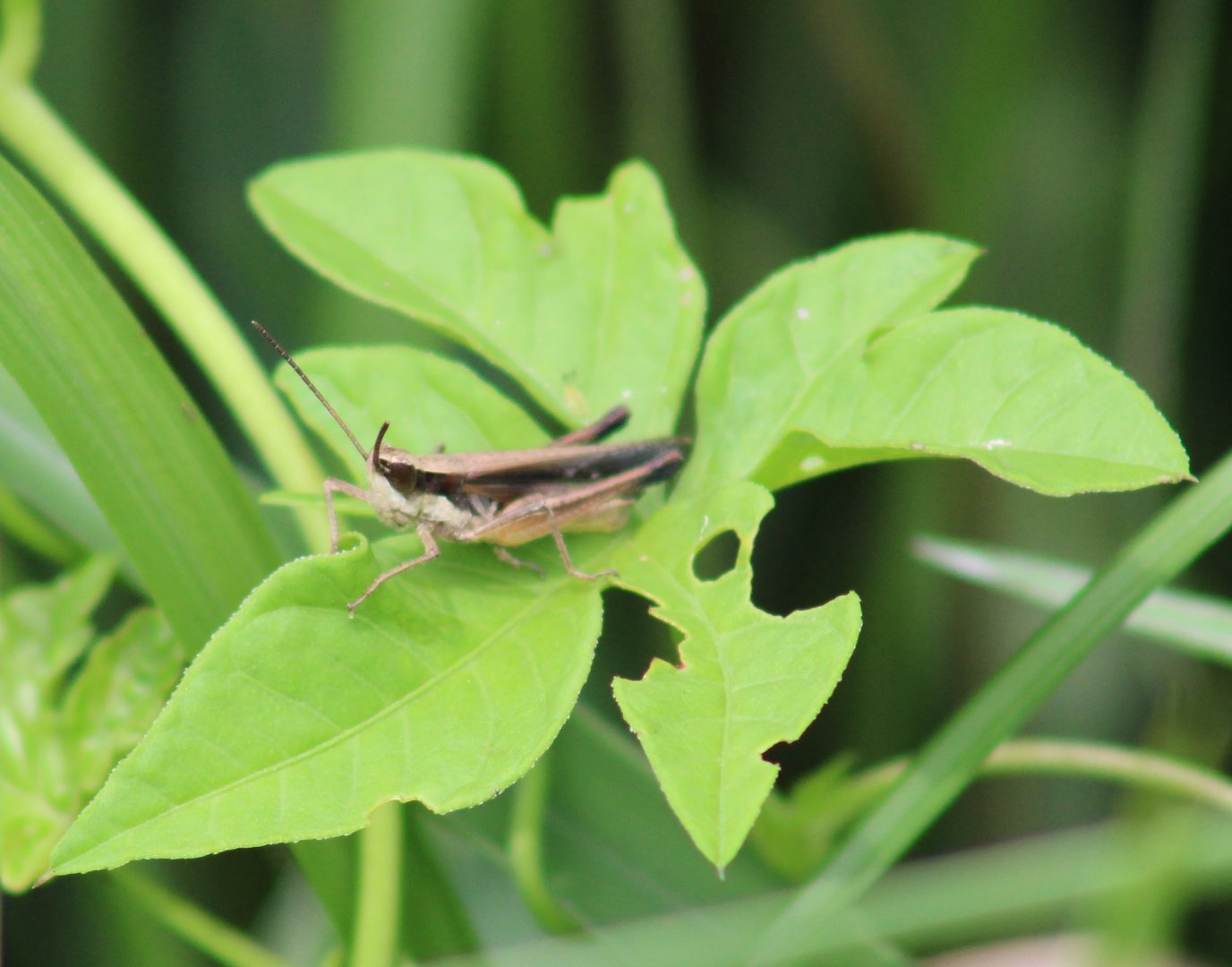 Grasshopper species