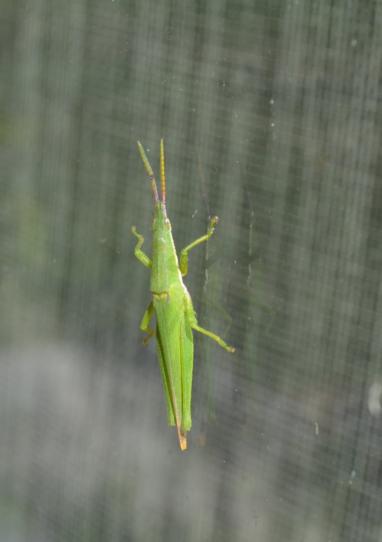 Grasshopper