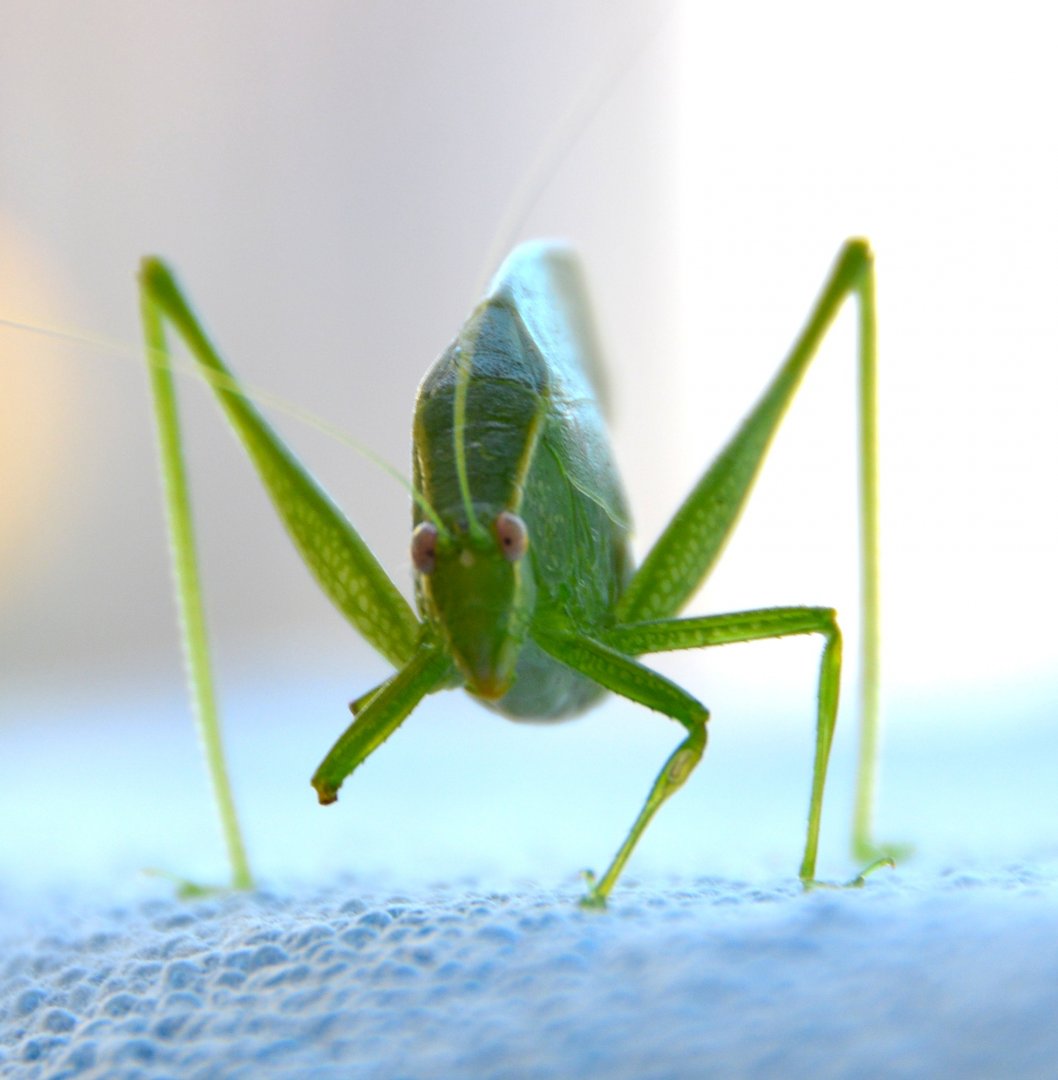 Grasshopper