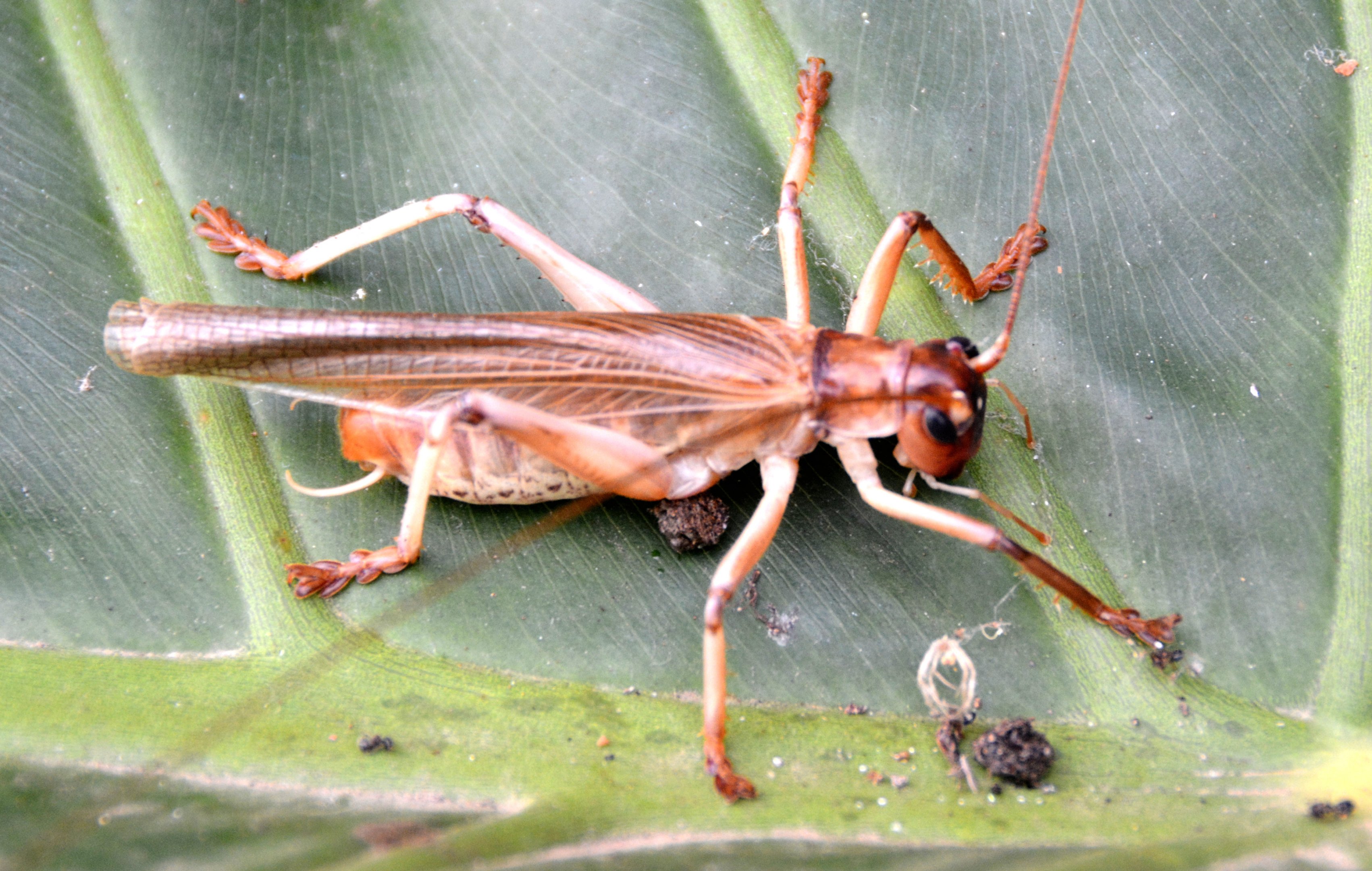 Grasshopper.