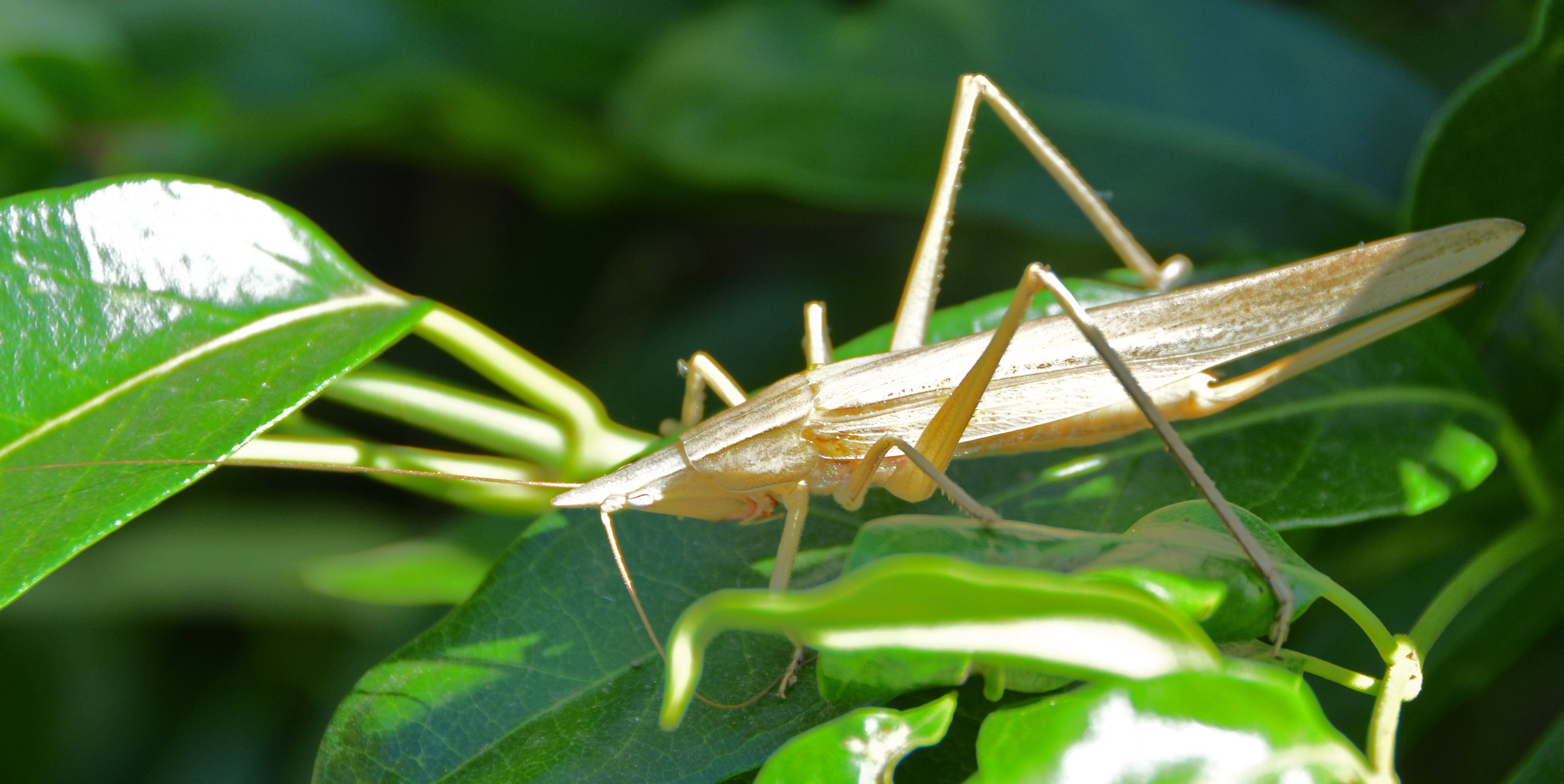 Grasshopper.